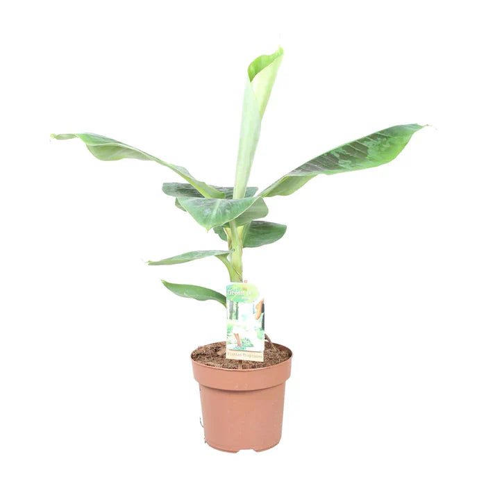 Musa Dwarf Cavendish – Zwergbanane pflegen, Standort wählen und tropisches Flair genießen - Green Guardia - Ihr Experte für Schädlinge und Pflanzen
