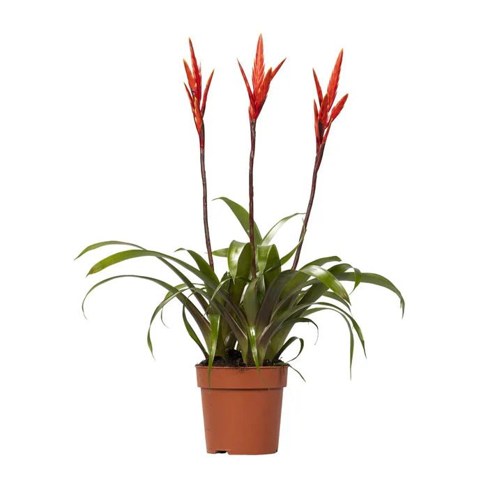 Vriesea ‘Elan Toef’ – Das Flammende Schwert: Exotisches Feuer für dein Zuhause - Green Guardia - Ihr Experte für Schädlinge und Pflanzen