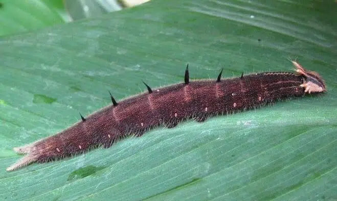 Eulenraupen bekämpfen: Raupenfraß im Beet erkennen und natürlich reduzieren