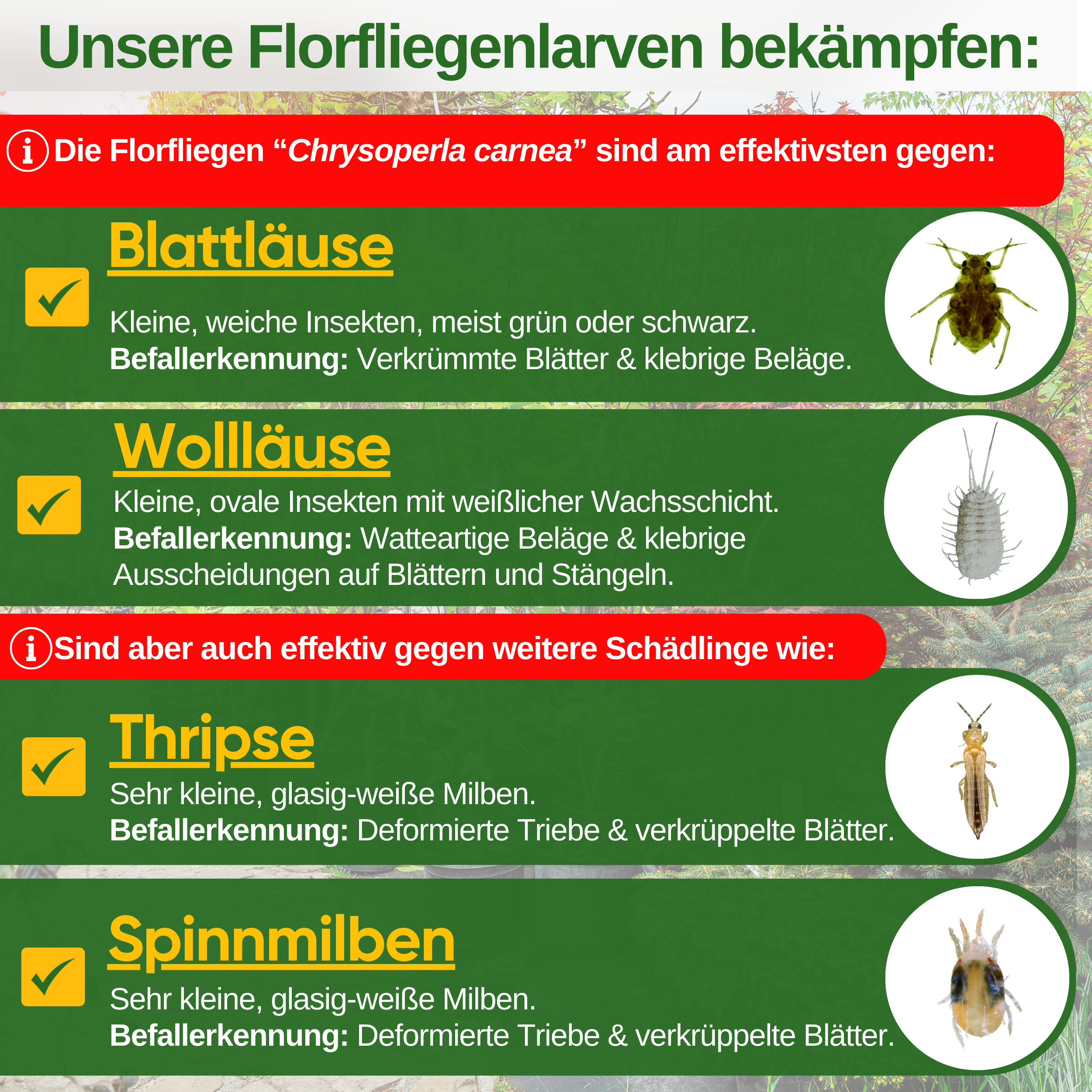 Florfliegenlarven-Eier gegen Blattläuse, Wollläuse zum Aufhängen