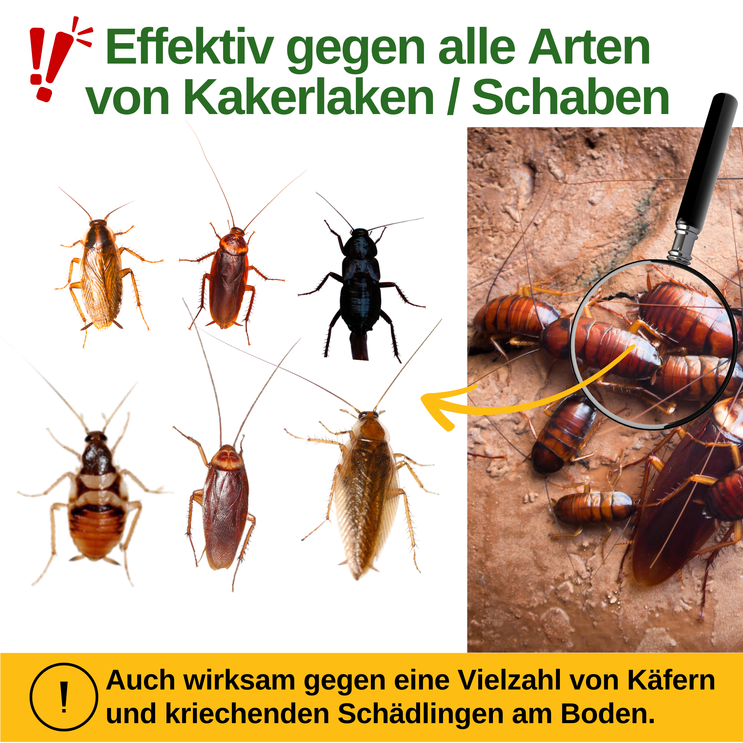 Kakerlaken / Schaben Falle mit Pheromon-Lockstoff