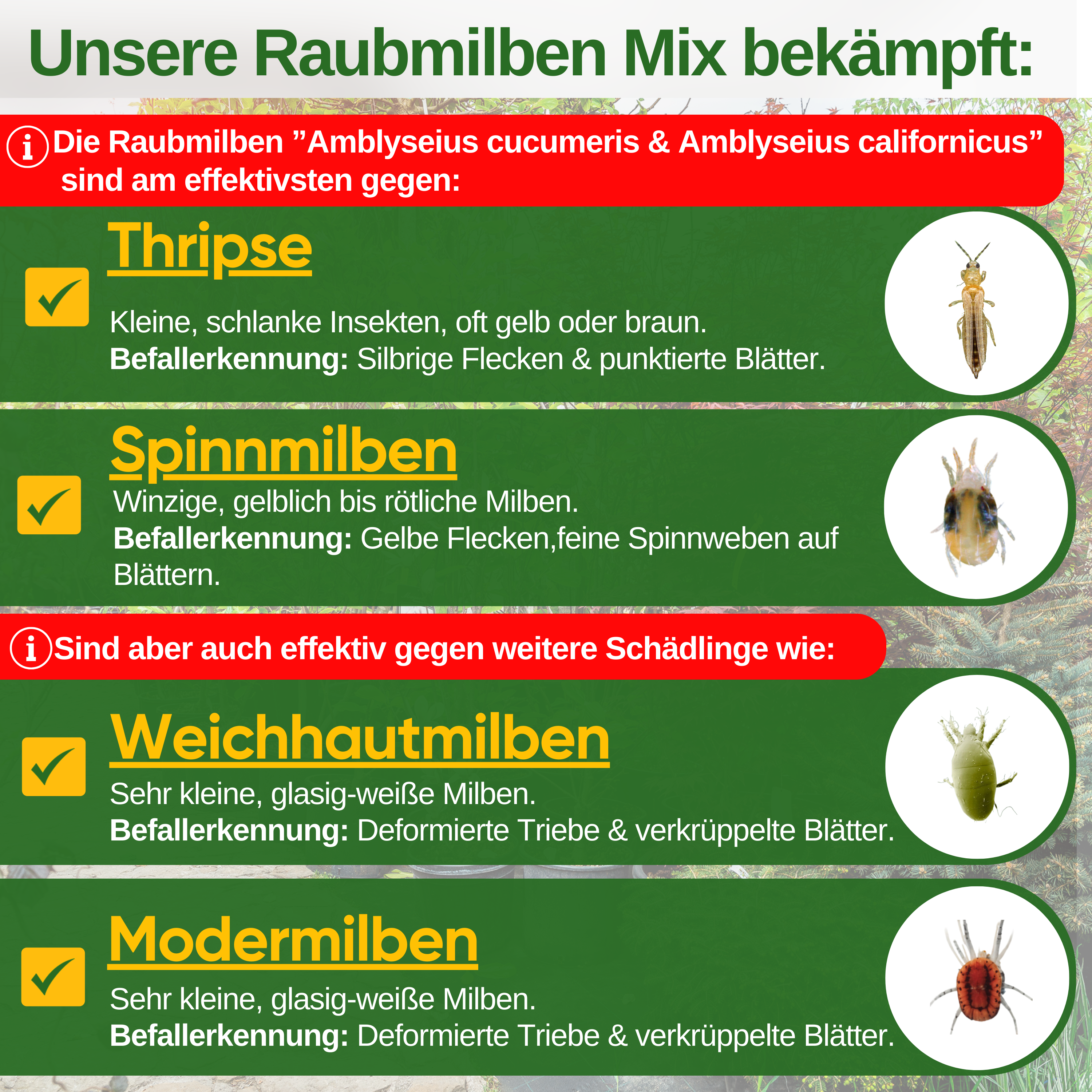 Raubmilben Mix gegen Thripse & Spinnmilben – Streuware