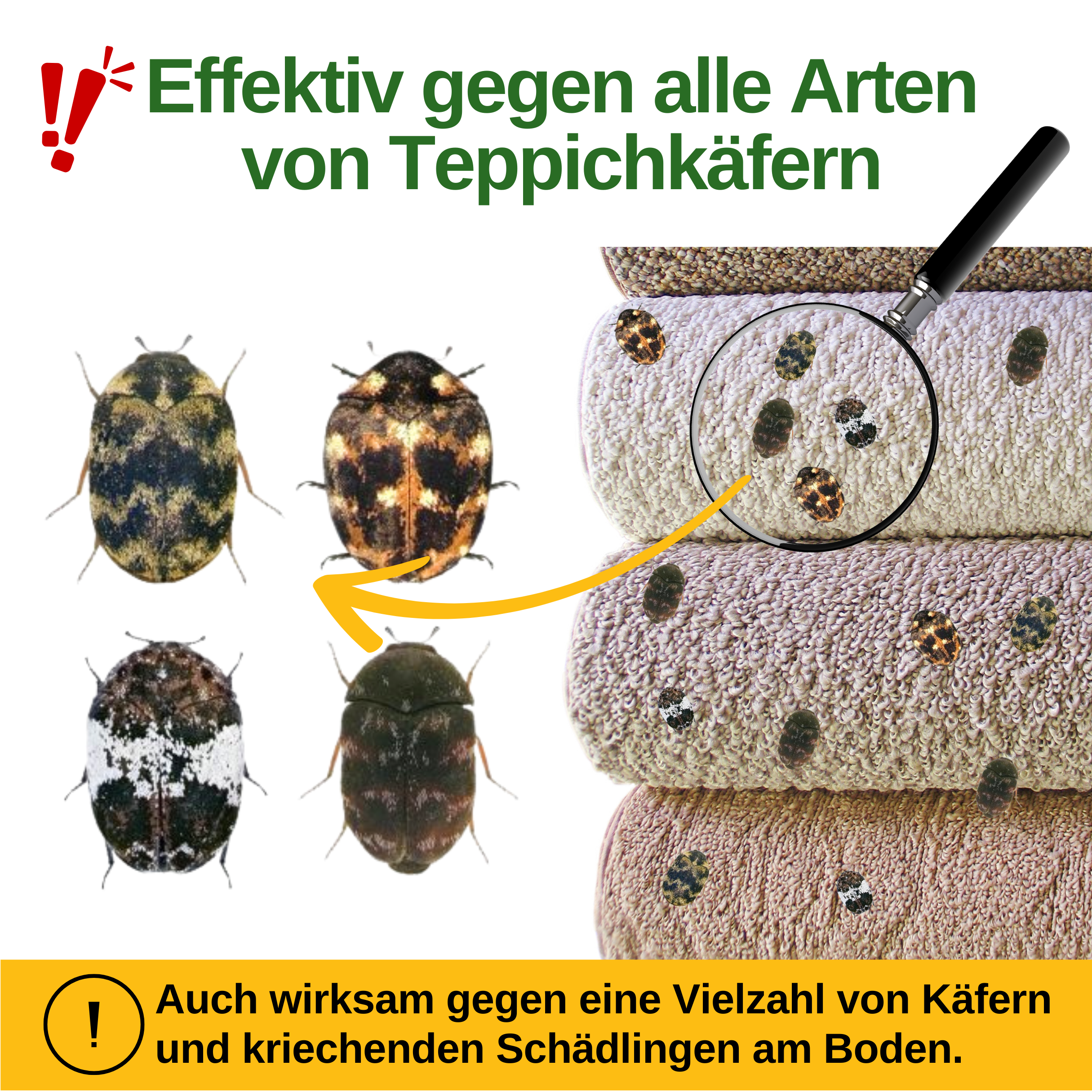 Teppichkäfer Falle mit Pheromon-Lockstoff