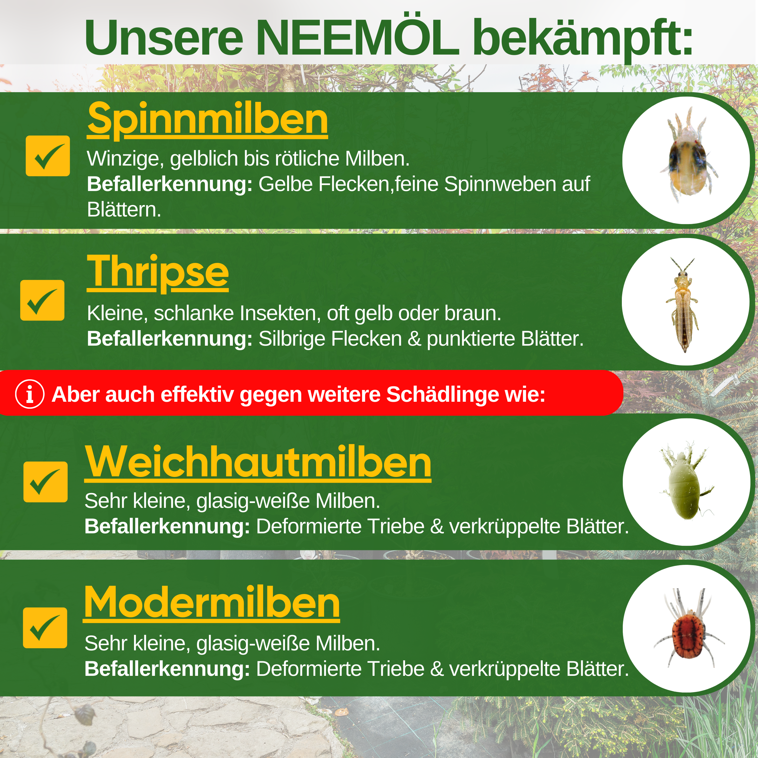 Power Neemöl gegen Spinnmilben