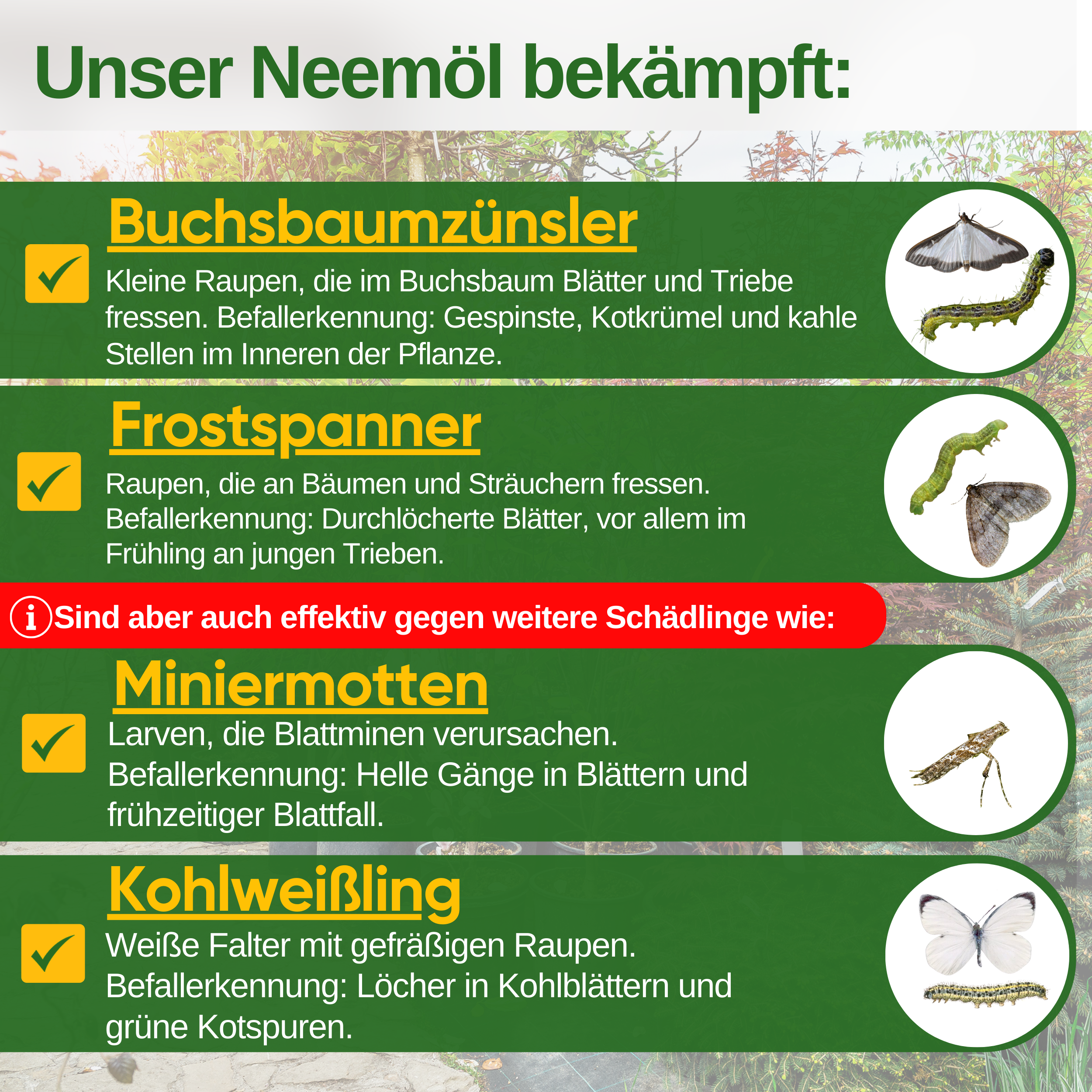 Power Neem Oil against Box Tree Moth 