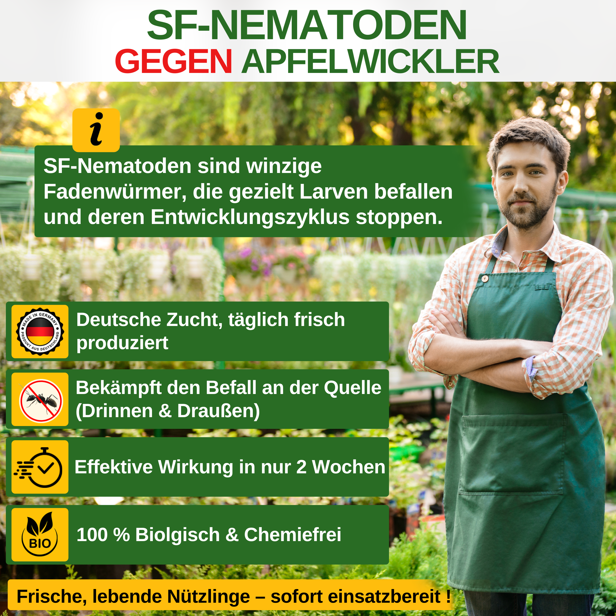 SF nematodes against codling moth 