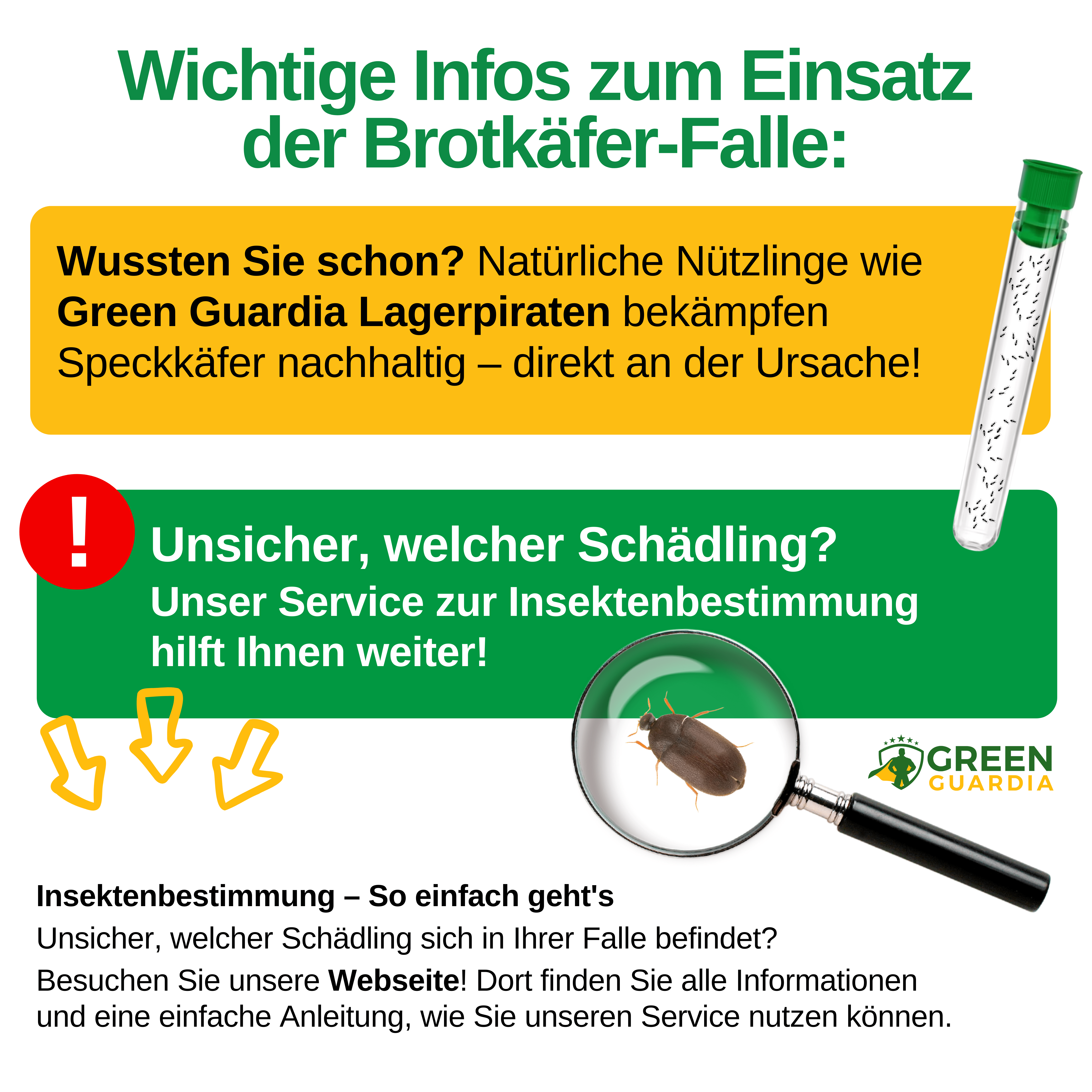 Larder beetle trap with pheromone attractant 