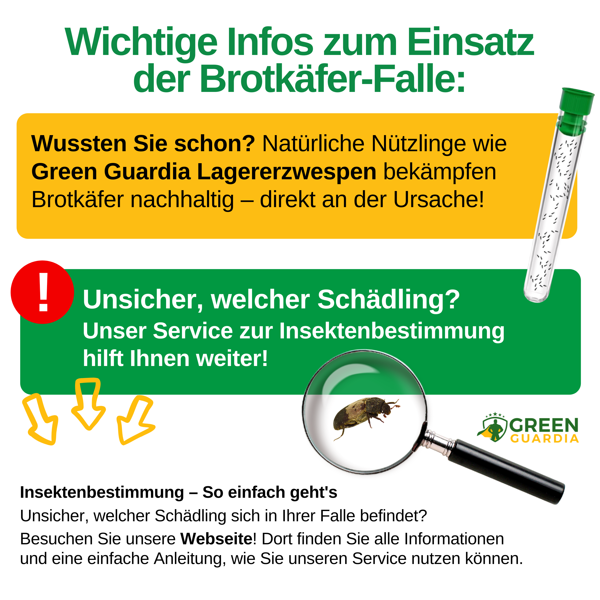 Larder beetle trap with special attractant 