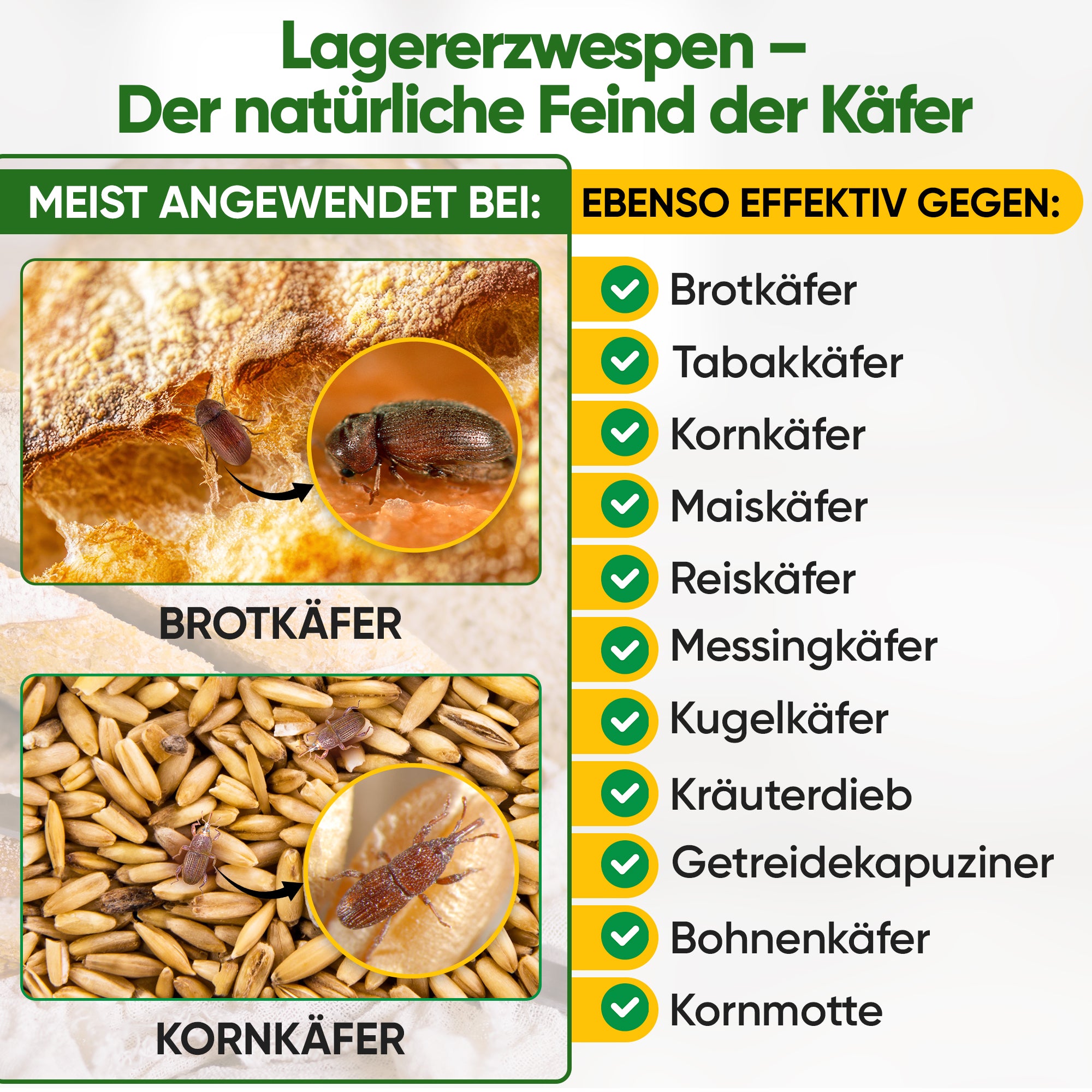 Lagererzwespen gegen Brotkäfer, Reiskäfer & Co.