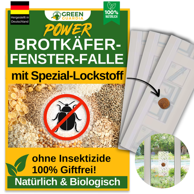 Bread beetle window trap with special attractant 