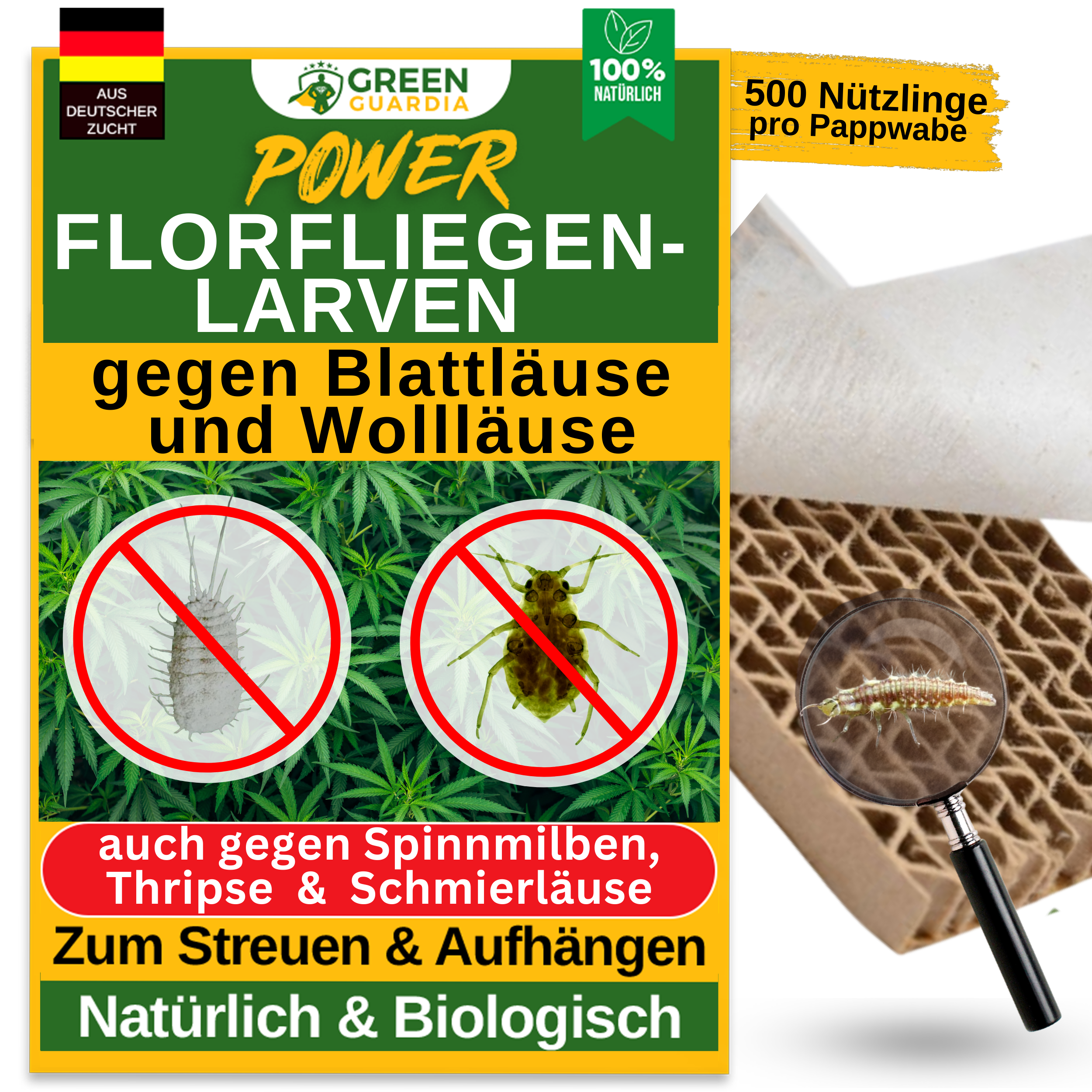 Florfliegenlarven gegen Blattläuse und Wollläuse