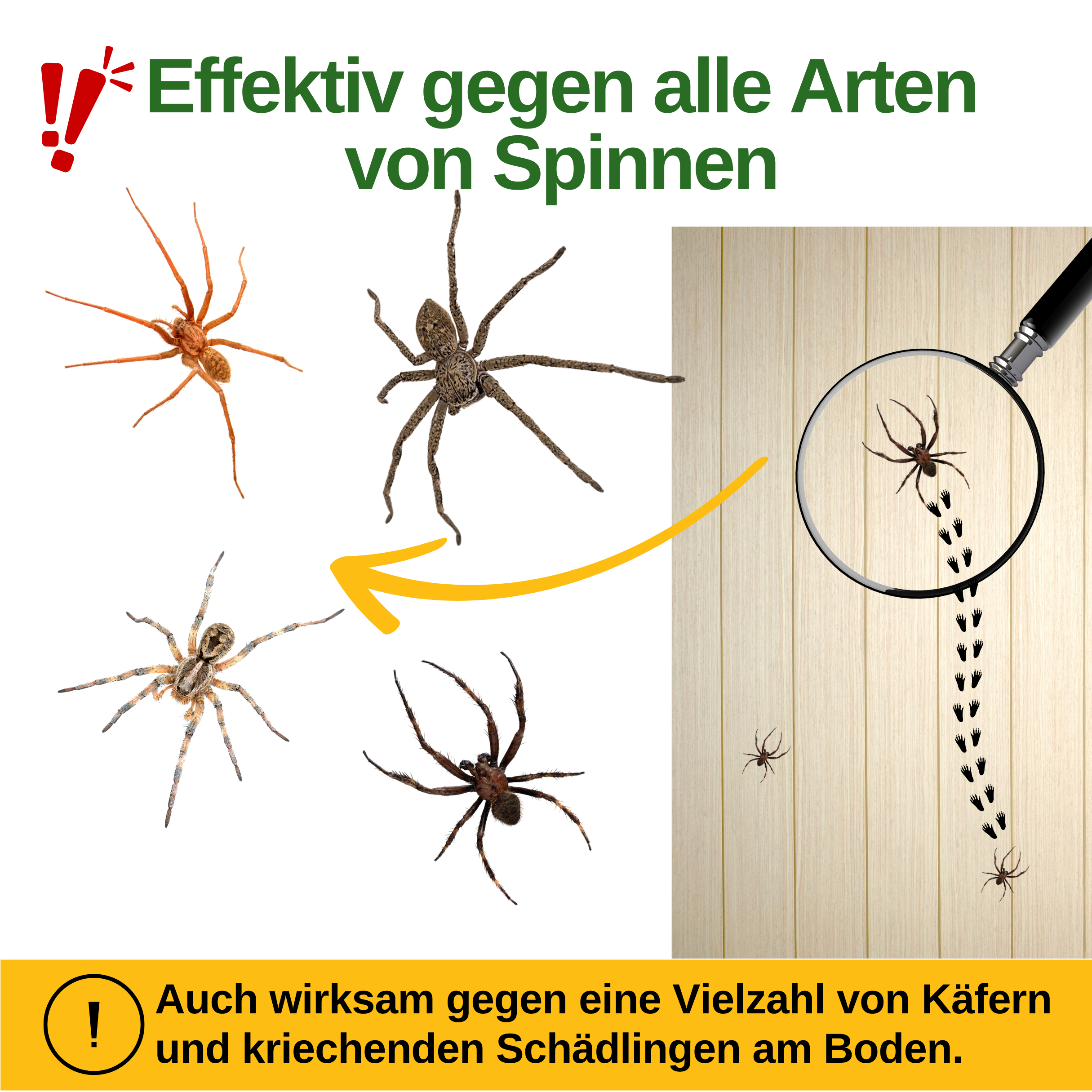 Spinnen Falle mit Spezial-Lockstoff