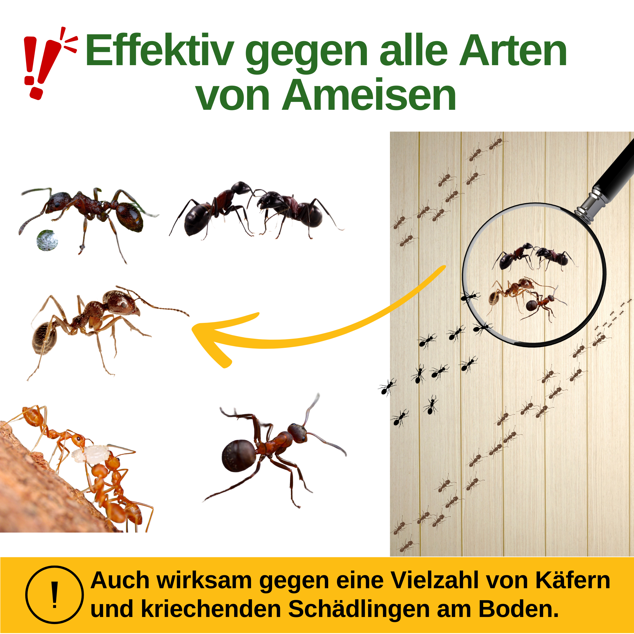 Ameisen Falle mit Pheromon-Lockstoff