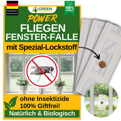 Fly window trap with special attractant 