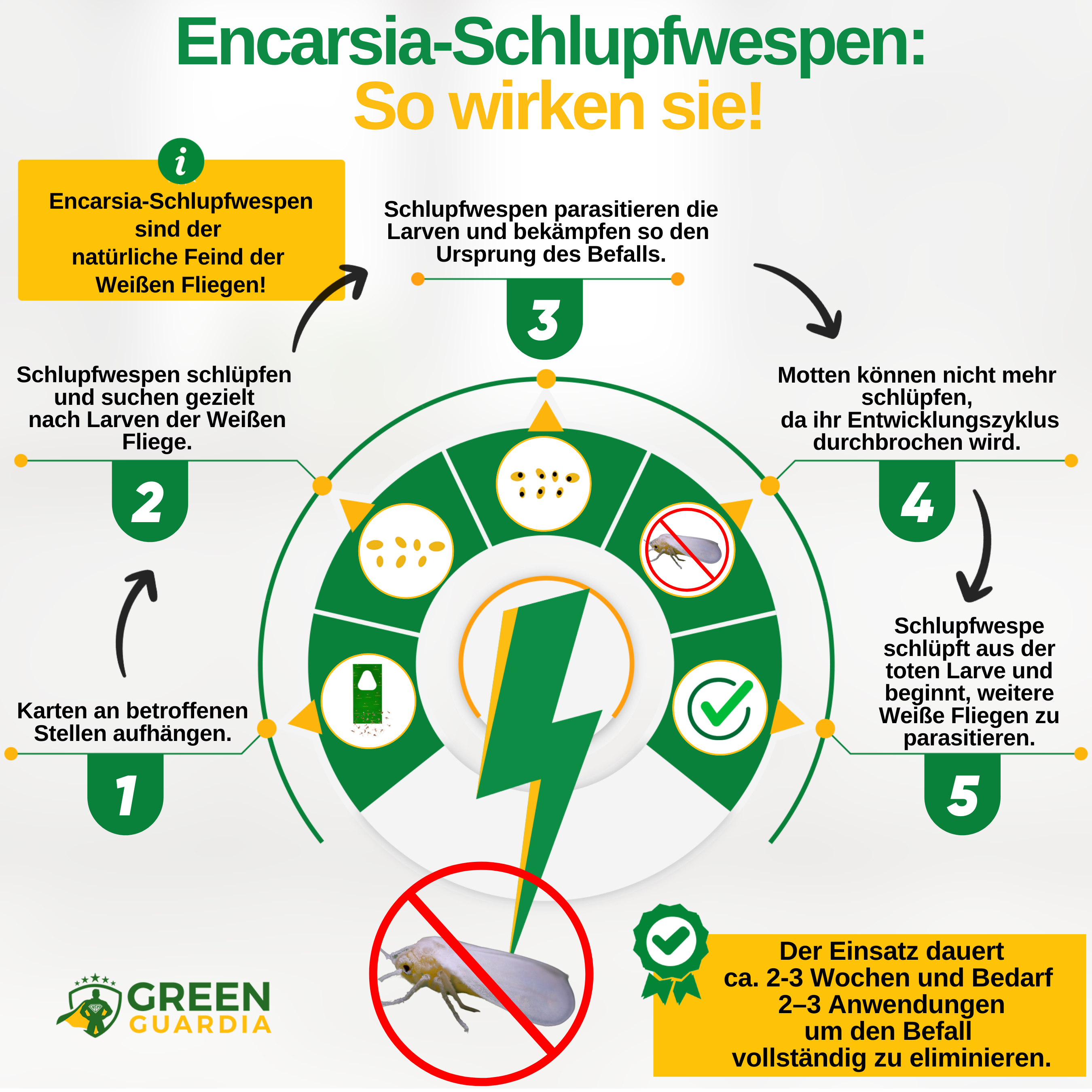 Encarsia-Schlupfwespen gegen Weiße Fliegen
