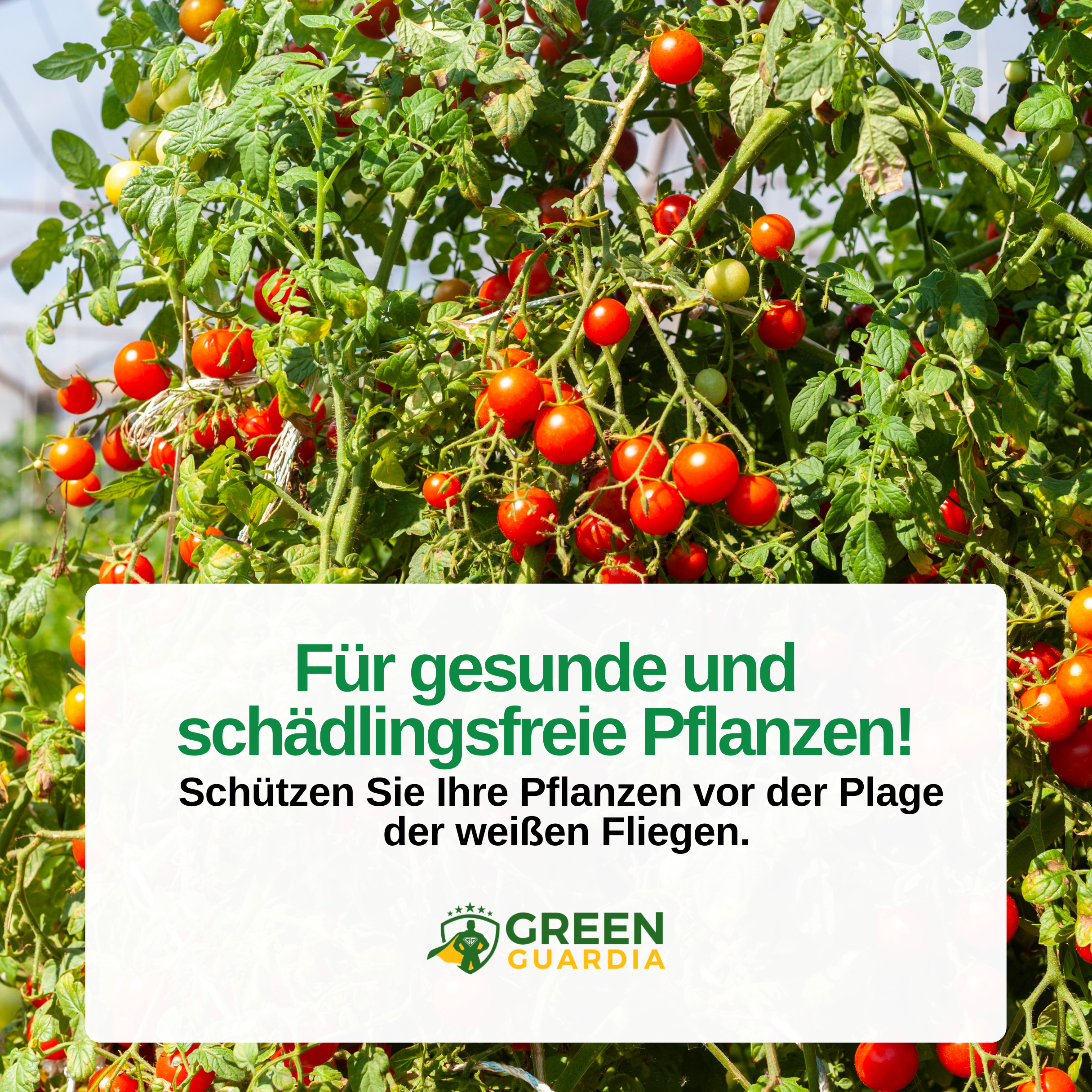 Encarsia-Schlupfwespen gegen Weiße Fliegen