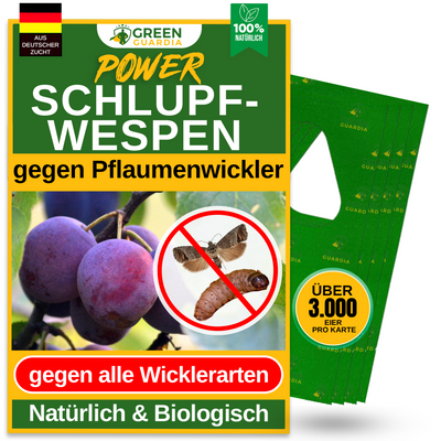 Parasitic wasps against plum moths 