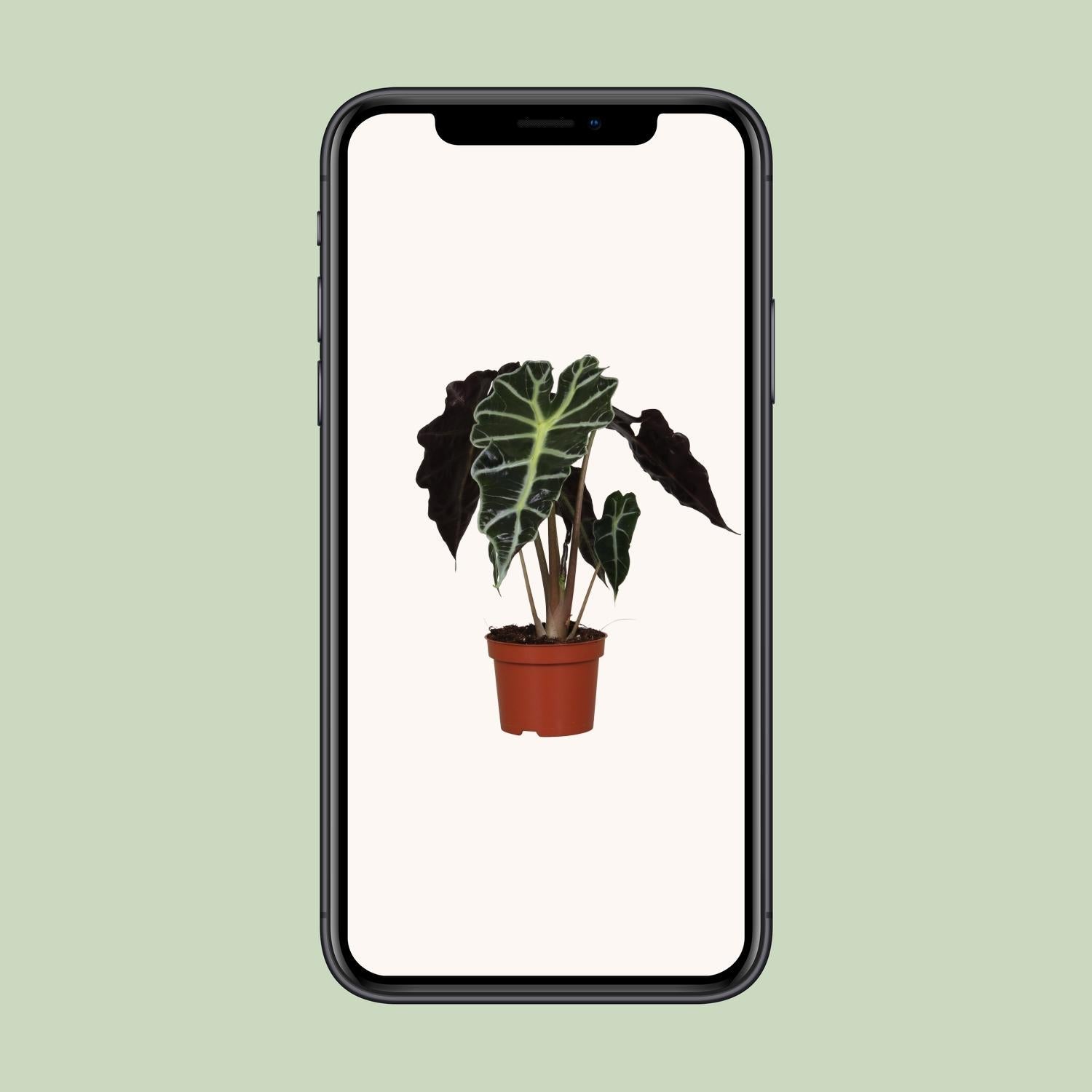 Alocasia Amazonica ‘Polly’ – Elefantenohr - 12 cm Topf, 30 cm hoch - Green Guardia - Ihr Experte für Schädlinge und Pflanzen