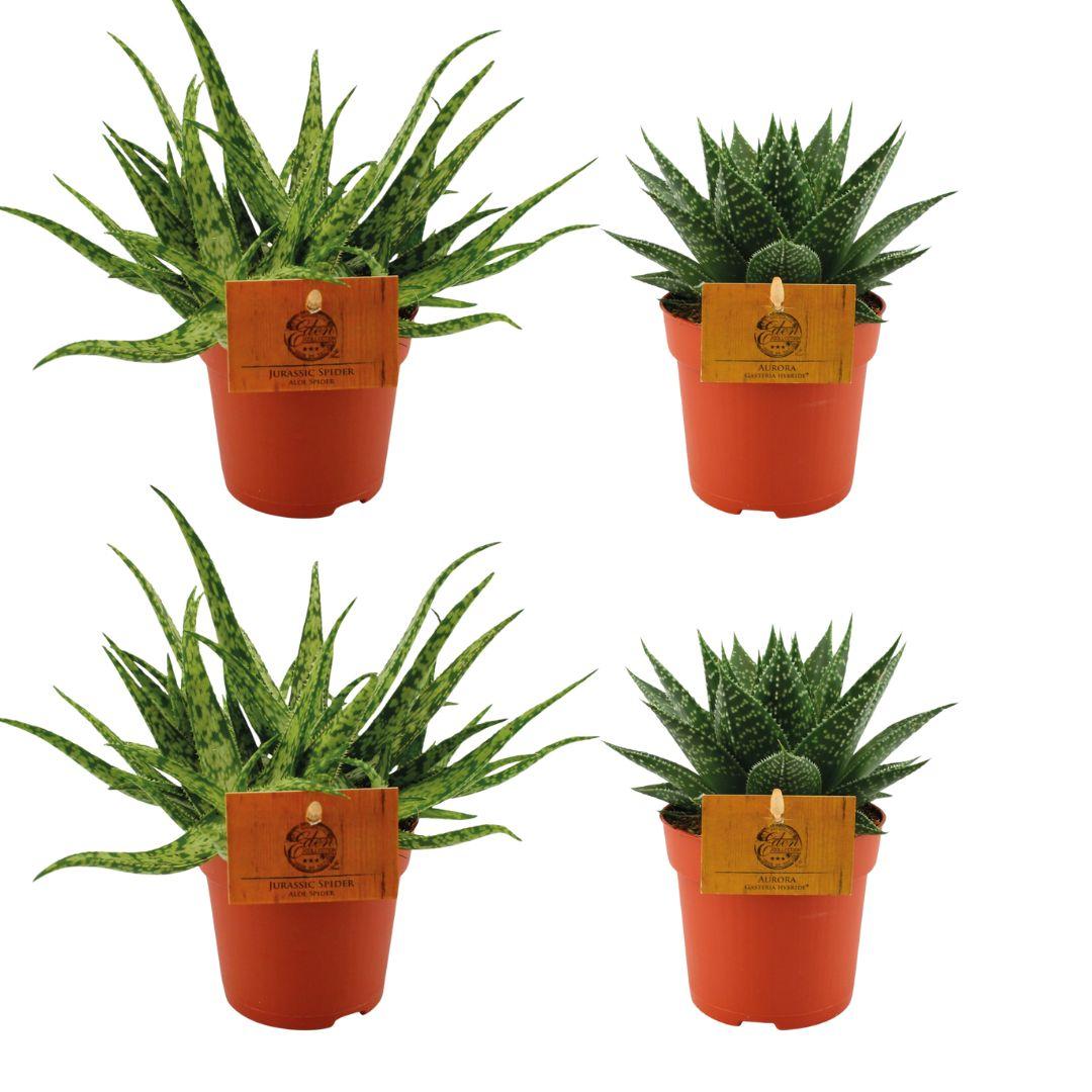 Aloe ‘Spider’ & Gasteria Hybride ‘Aurora’ – 4 Pflanzen – 10,5 cm Topf, 10 cm hoch - Green Guardia - Ihr Experte für Schädlinge und Pflanzen