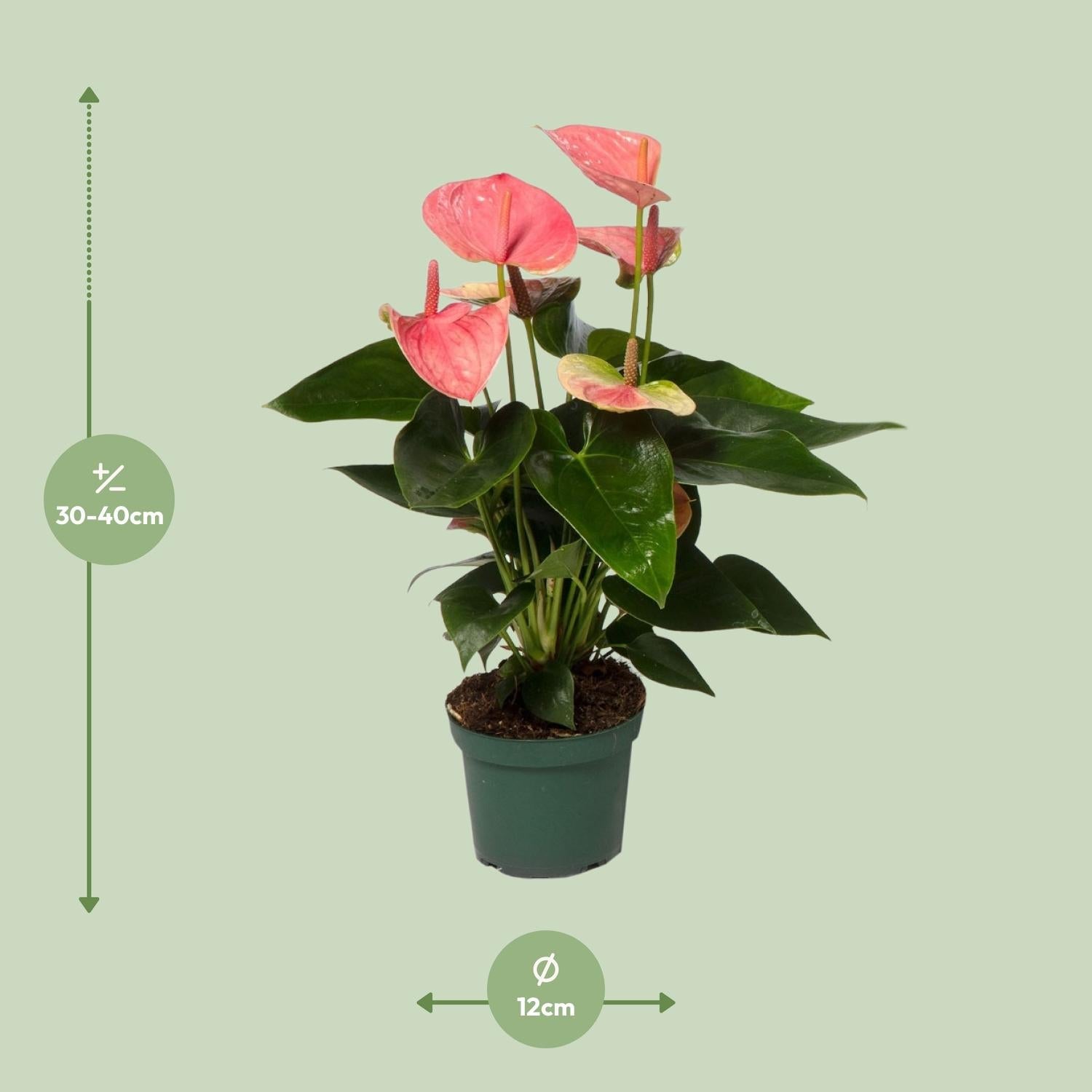 Anthurium – Flamingoblume - verschiedene Farben & Größen - 35 - 90 cm - Green Guardia - Ihr Experte für Schädlinge und Pflanzen