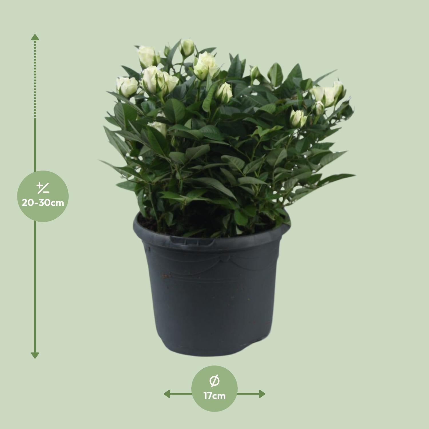 Beetrose ‘Jewel Patio White’ – weiße Zwergrose, 17 cm Topf, 30 cm hoch - Green Guardia - Ihr Experte für Schädlinge und Pflanzen