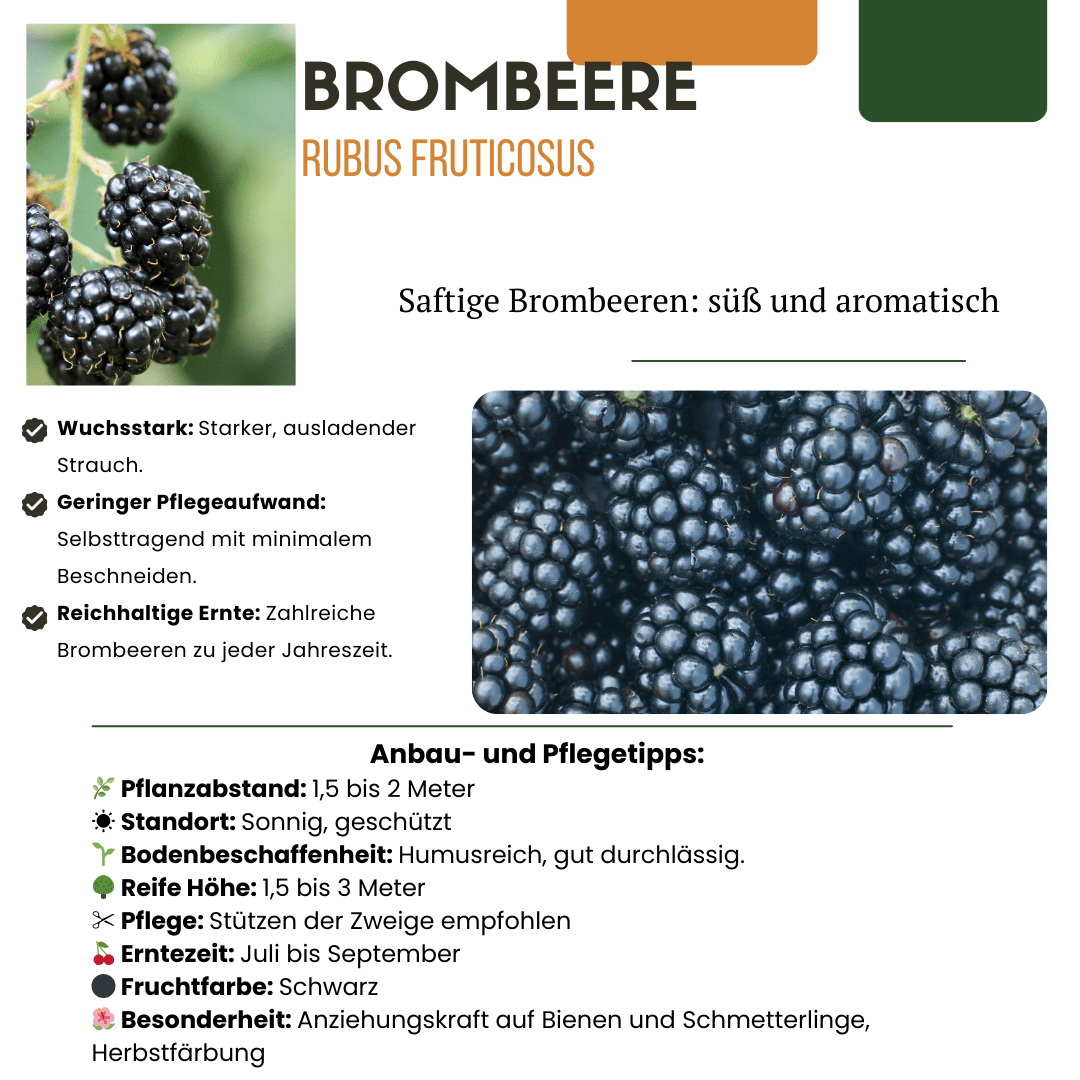 BIO Obstpflanzen - Mix „Früchte - Party“ – 3 verschiedene Obstsorten - Green Guardia - Ihr Experte für Schädlinge und Pflanzen