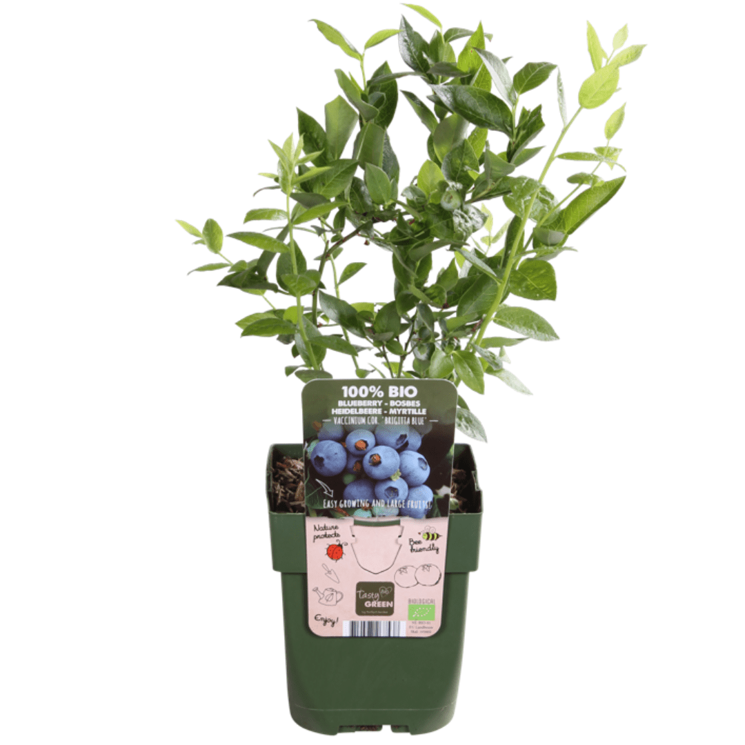 BIO Obstpflanzen - Set „Früchte - Oase“ – Mix aus 5 Sorten - Green Guardia - Ihr Experte für Schädlinge und Pflanzen