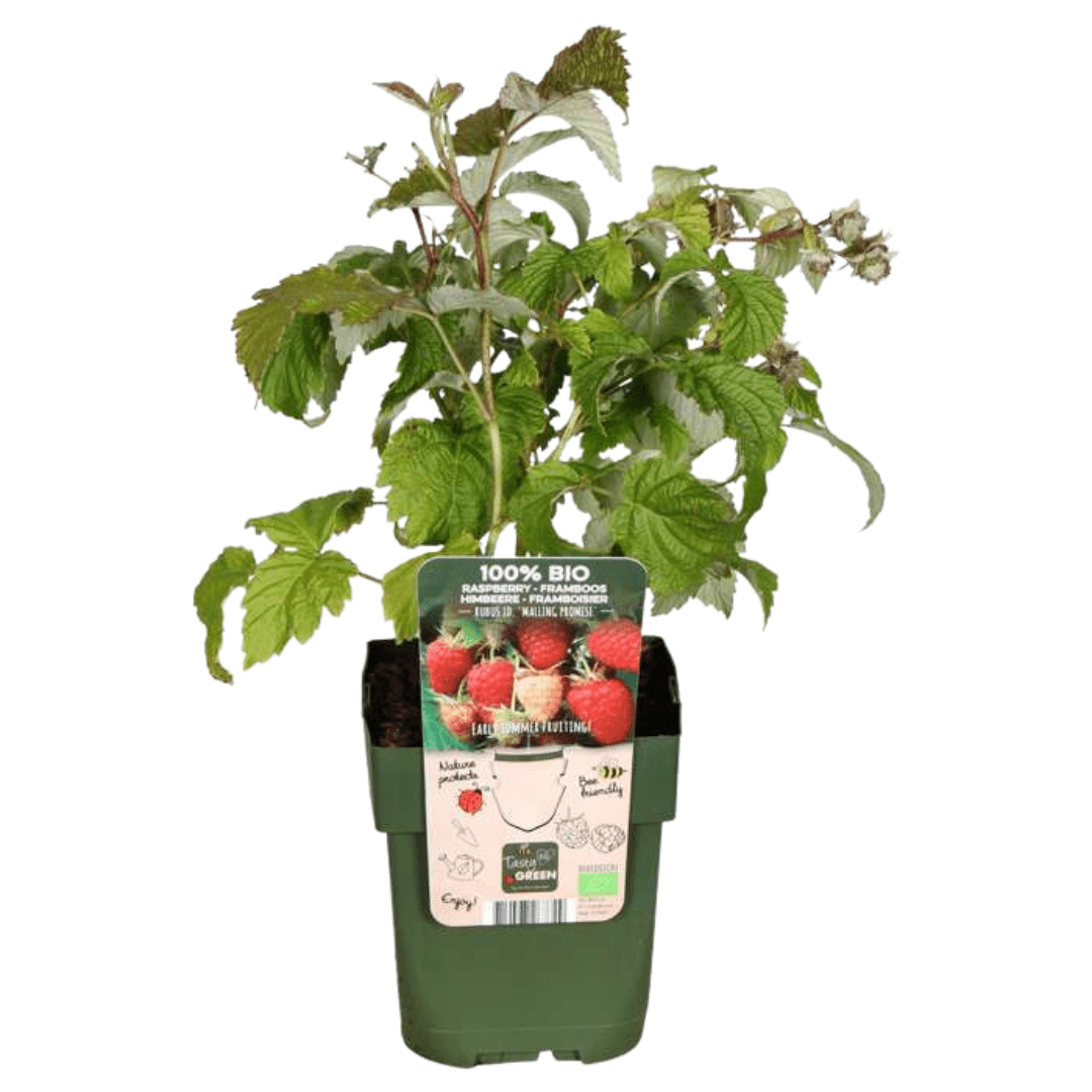 BIO Obstpflanzen - Set „Früchte - Oase“ – Mix aus 5 Sorten - Green Guardia - Ihr Experte für Schädlinge und Pflanzen
