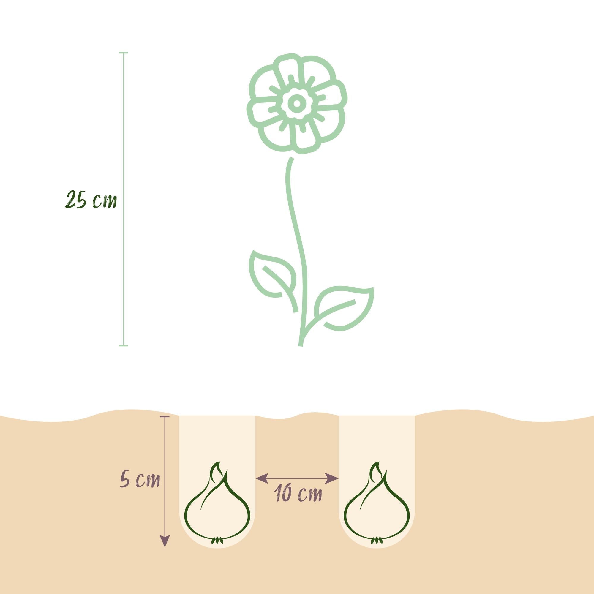 Blumenzwiebeln – Anemone de Caen Mix – winterhart & mehrjährig – verschiedene Farben – 30 Stück – Zwiebelgröße 5/6 – XXL Pack - Green Guardia - Ihr Experte für Schädlinge und Pflanzen
