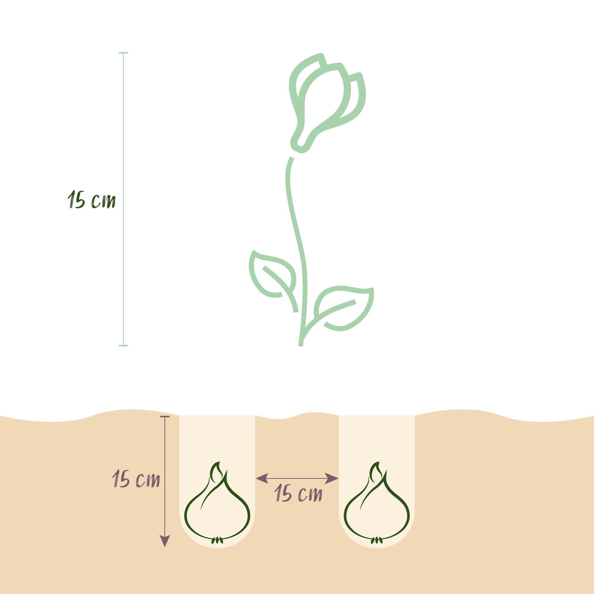 Blumenzwiebeln – Crocus ‘Blue’ – winterhart & mehrjährig – blau – 30 Stück – Zwiebelgröße 7/8 – XXL Pack - Green Guardia - Ihr Experte für Schädlinge und Pflanzen