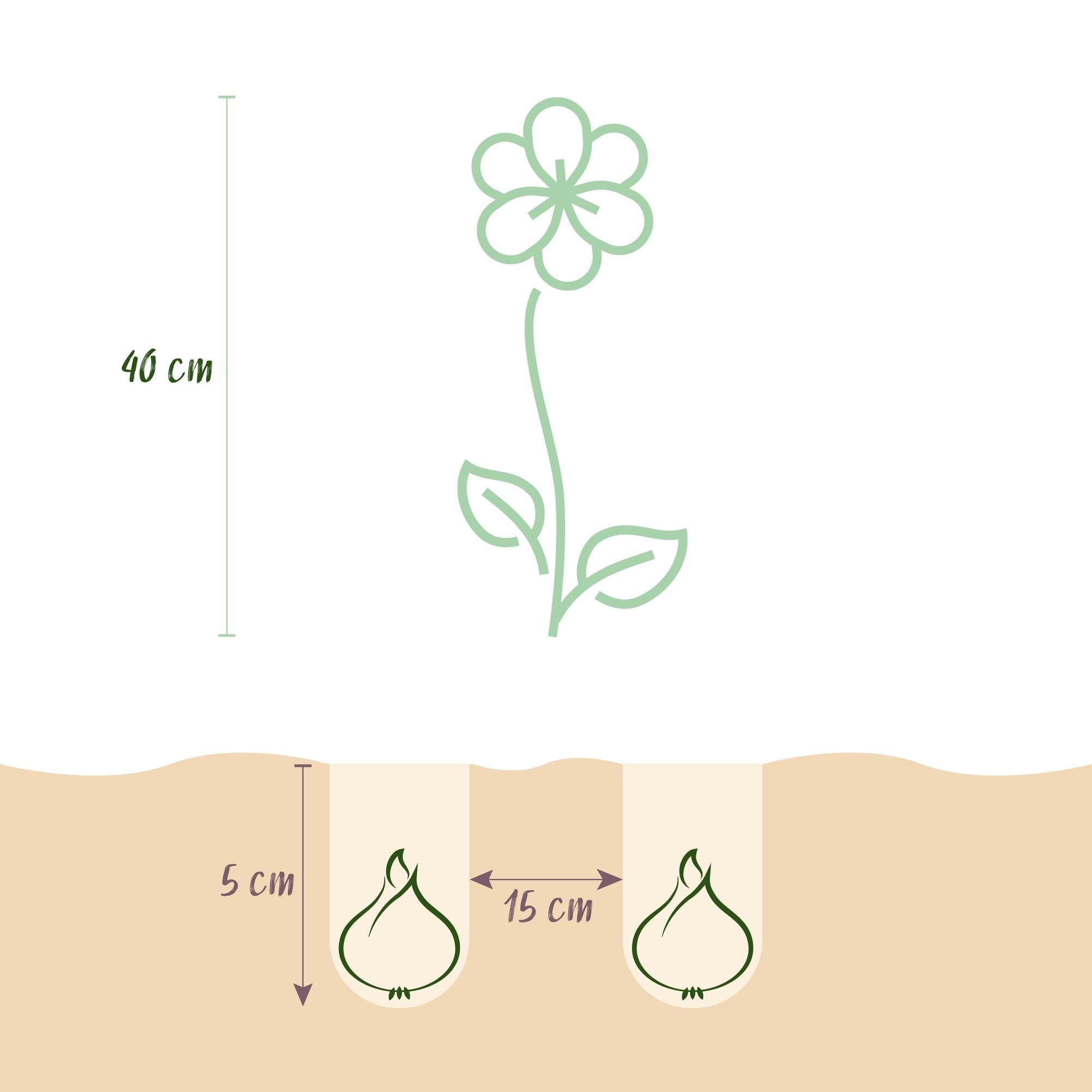 Blumenzwiebeln – Freesia Double Mix – winterhart & mehrjährig – verschiedene Farben – 40 Stück – Zwiebelgröße 5/6 – XXL Pack - Green Guardia - Ihr Experte für Schädlinge und Pflanzen