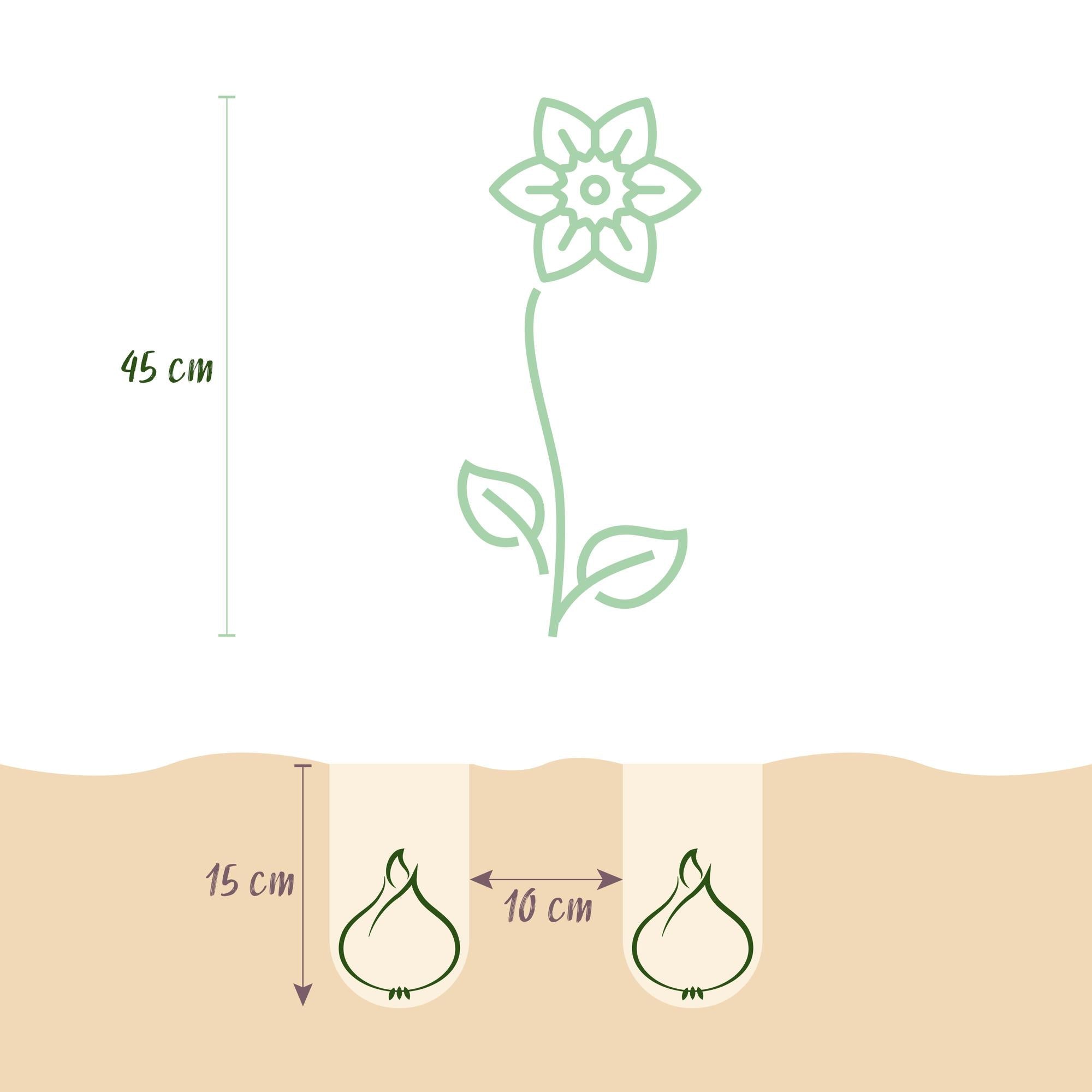 Blumenzwiebeln – Narcissus Botanical Mix – winterhart & mehrjährig – gelb & weiß – 20 Stück – Zwiebelgröße 10/12 – XXL Pack - Green Guardia - Ihr Experte für Schädlinge und Pflanzen