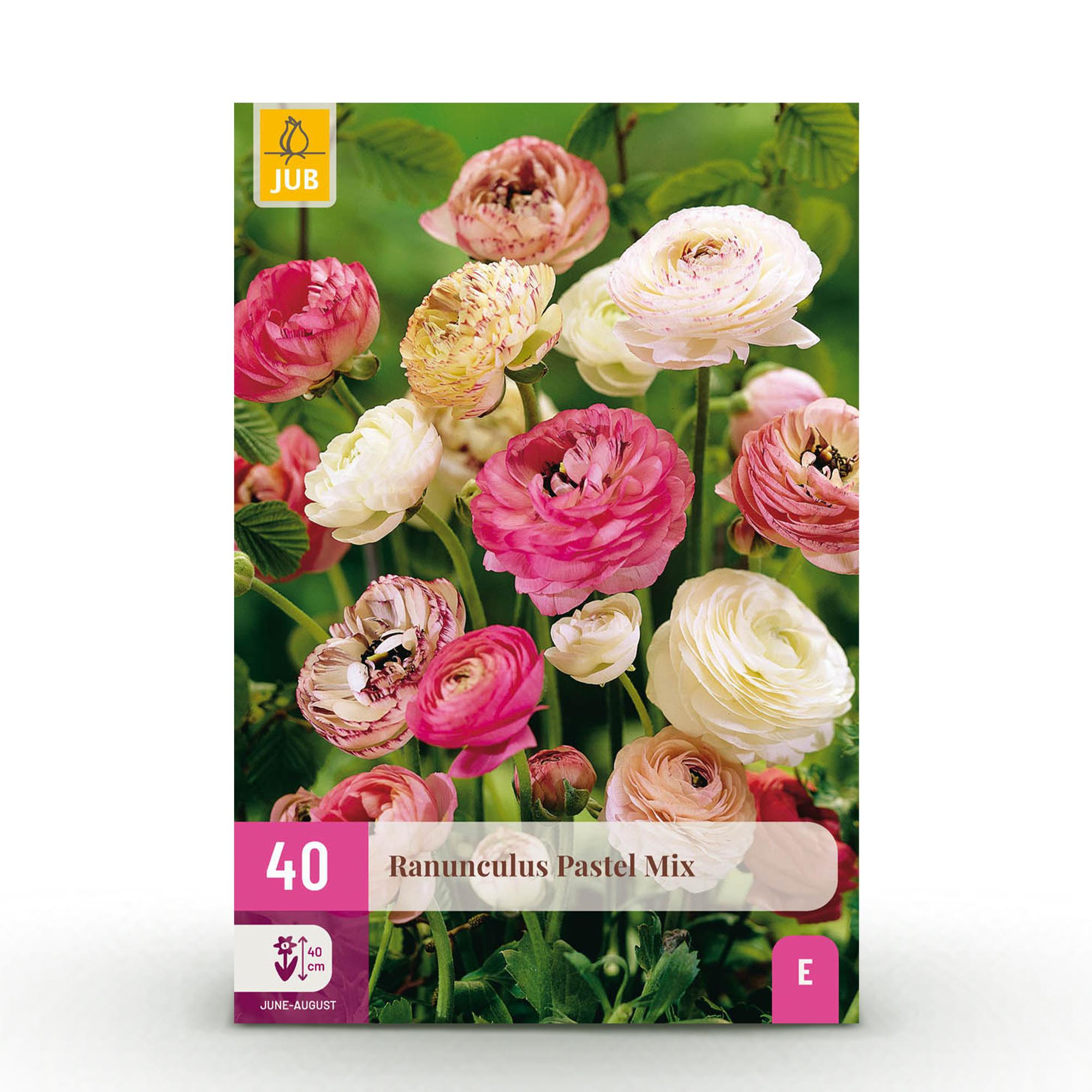 Blumenzwiebeln – Ranunculus Pastel Mix – winterhart & mehrjährig – verschiedene Farben – 40 Stück – Zwiebelgröße 5/6 – XXL Pack - Green Guardia - Ihr Experte für Schädlinge und Pflanzen