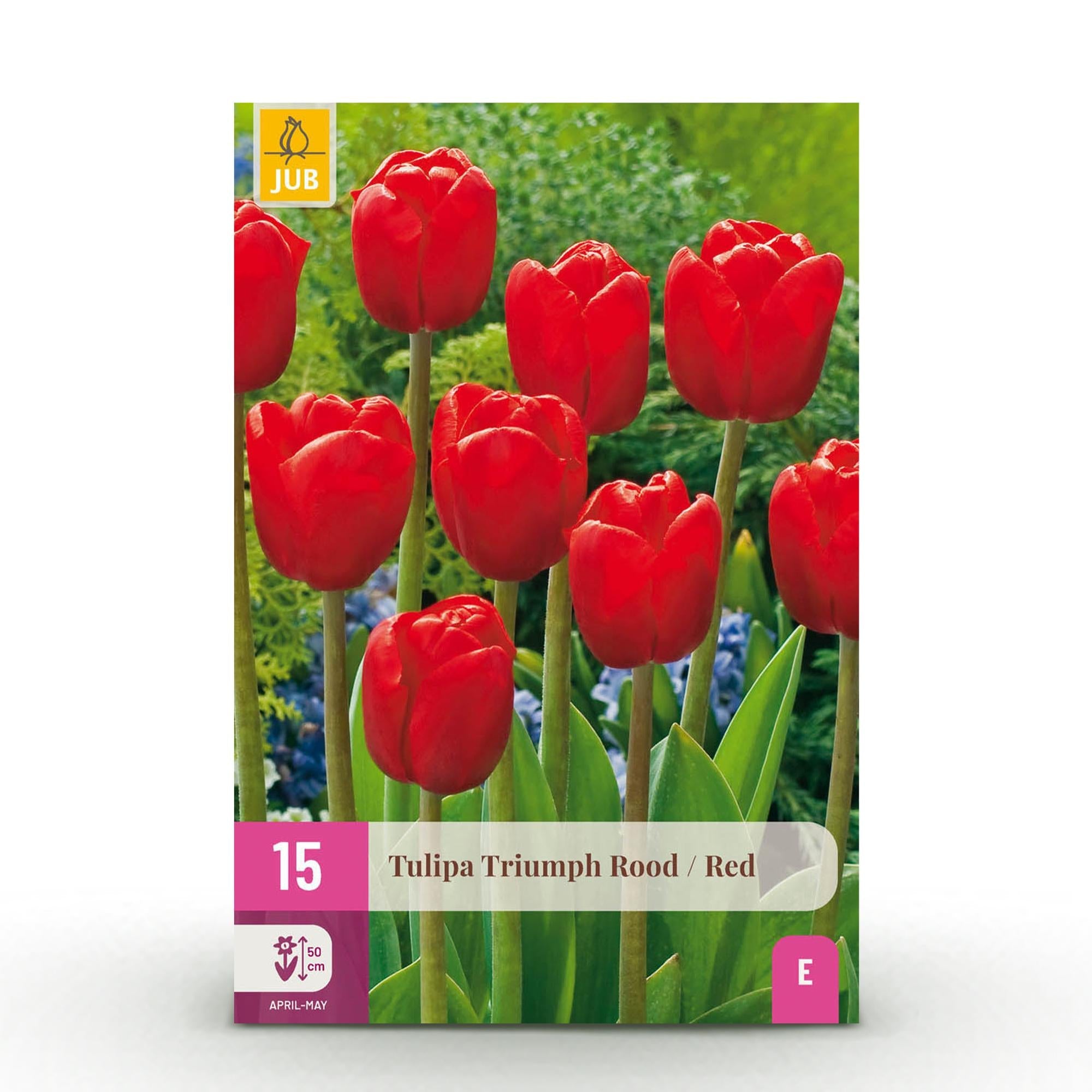Blumenzwiebeln – Tulpe Triumph ‘Red’ – winterhart & mehrjährig – rot – 15 Stück – Zwiebelgröße 11/12 – XXL Pack - Green Guardia - Ihr Experte für Schädlinge und Pflanzen