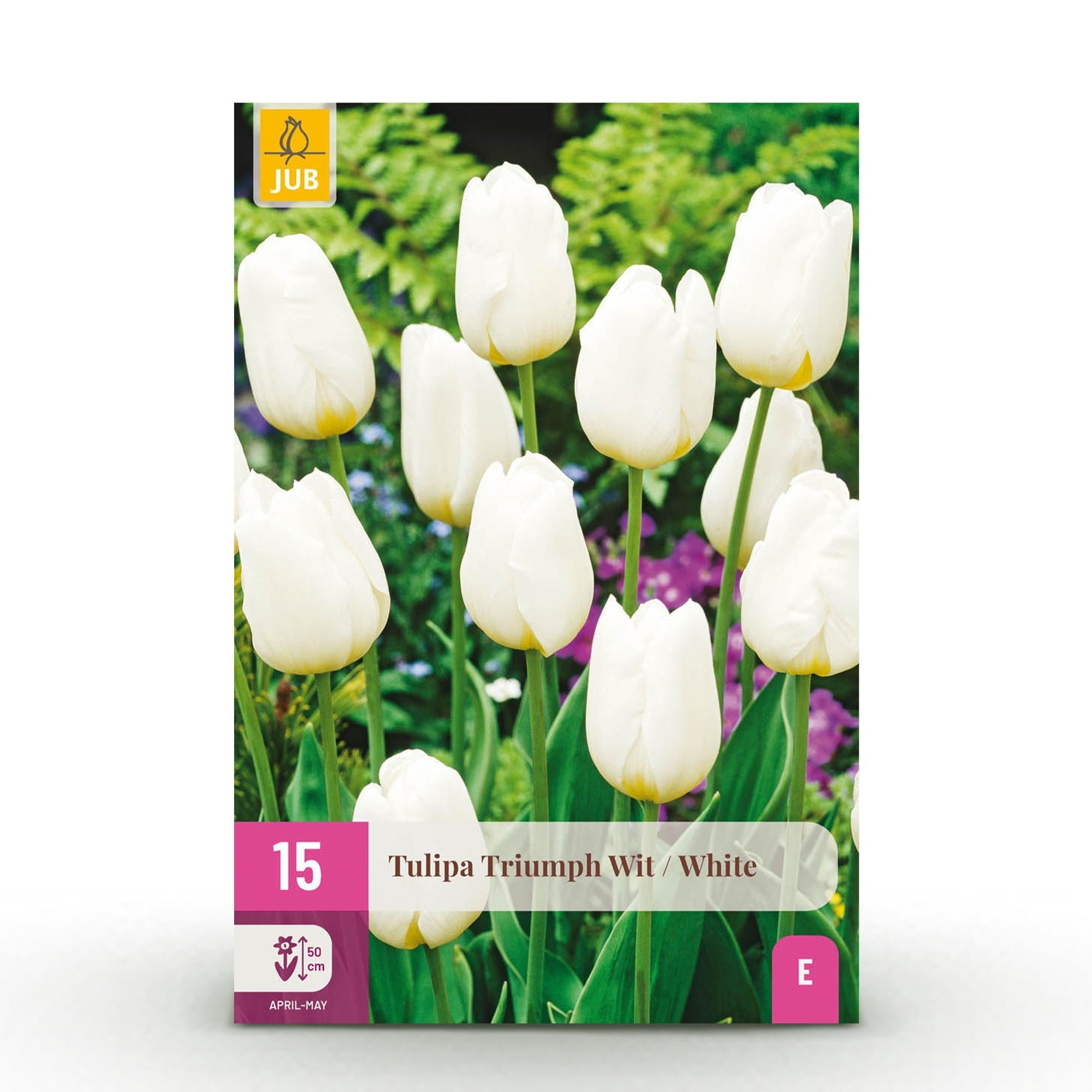 Blumenzwiebeln – Tulpe Triumph ‘White’ – winterhart & mehrjährig – weiß – 15 Stück – Zwiebelgröße 11/12 – XXL Pack - Green Guardia - Ihr Experte für Schädlinge und Pflanzen
