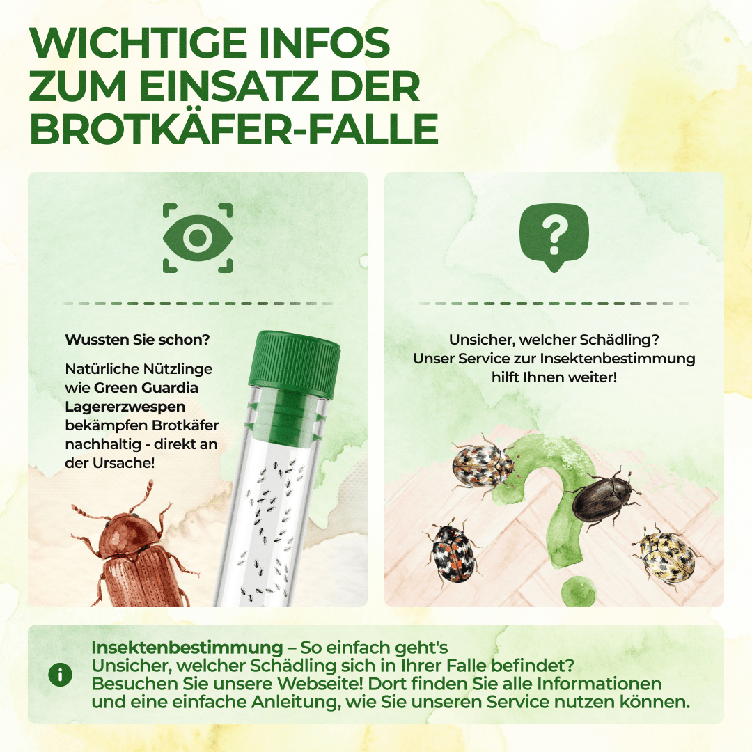 Brotkäfer Falle - Green Guardia - Ihr Experte für Schädlinge und Pflanzen