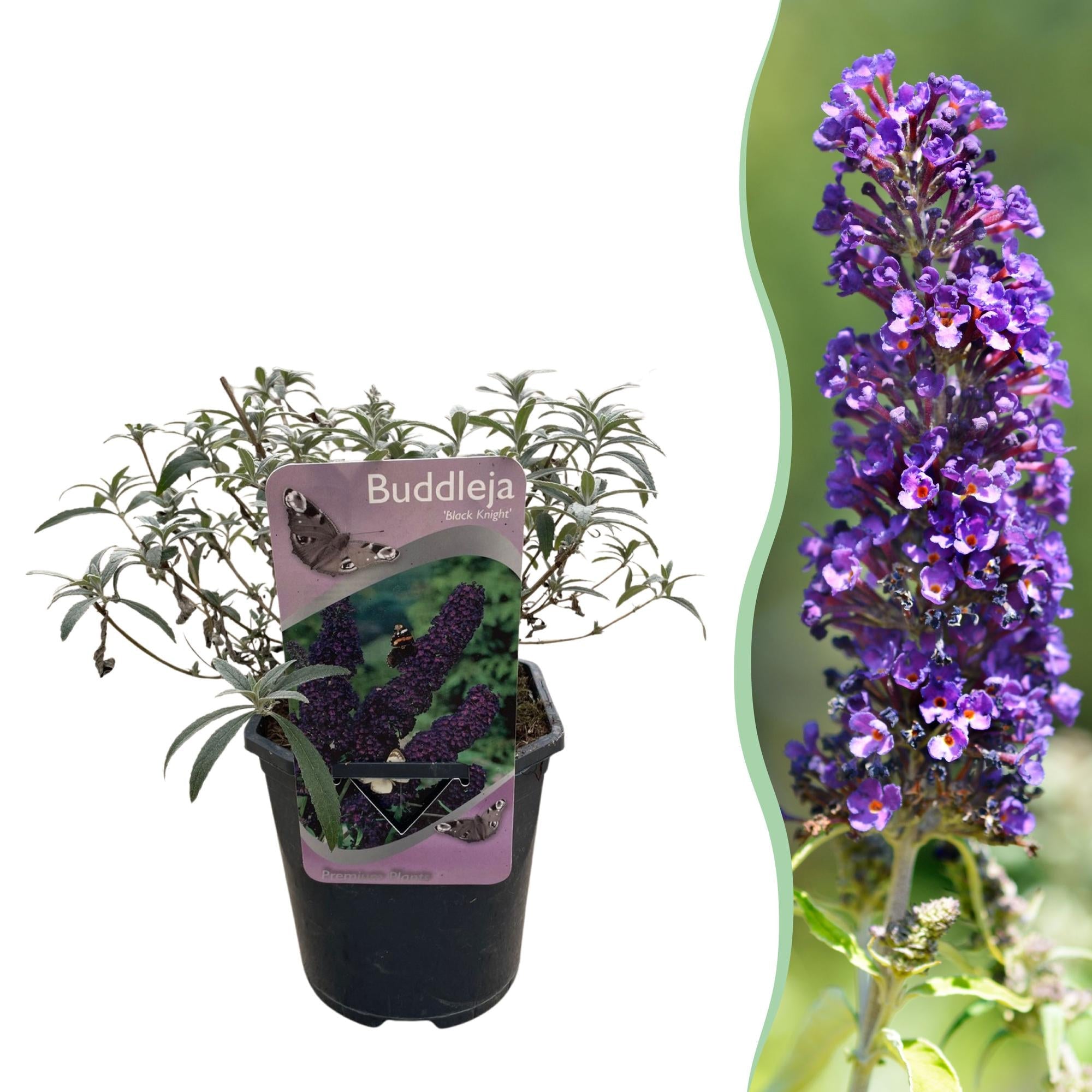 Buddleja Davidii ‘Purple Emperor’ – Schmetterlingsstrauch, laubabwerfend & schmetterlingsanziehend – 1x Pflanze - 17 cm Topf, 25 cm hoch - Green Guardia - Ihr Experte für Schädlinge und Pflanzen