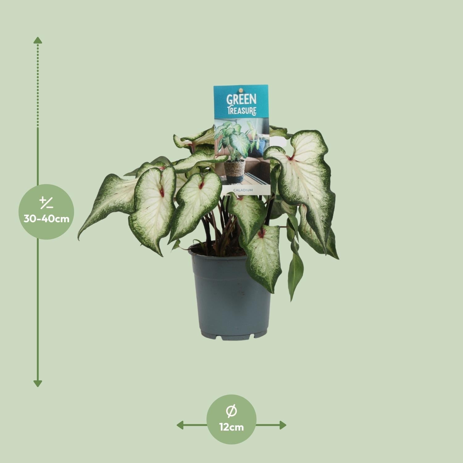 Caladium – Engelsflügel - 12cm - verschiedene Farben - Green Guardia - Ihr Experte für Schädlinge und Pflanzen