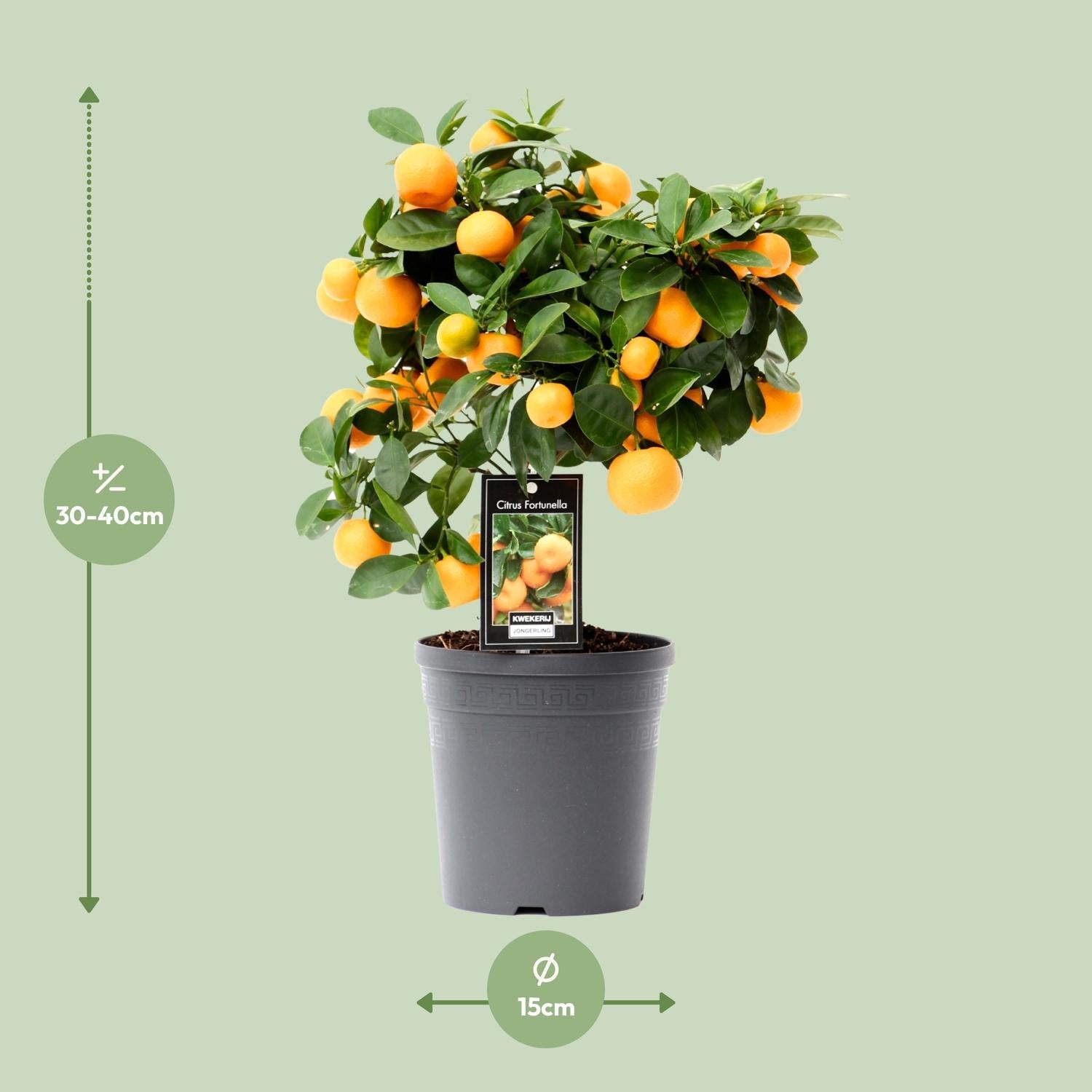 Calamondinorange (Citrus calamondin) – 40–80 cm - Green Guardia - Ihr Experte für Schädlinge und Pflanzen