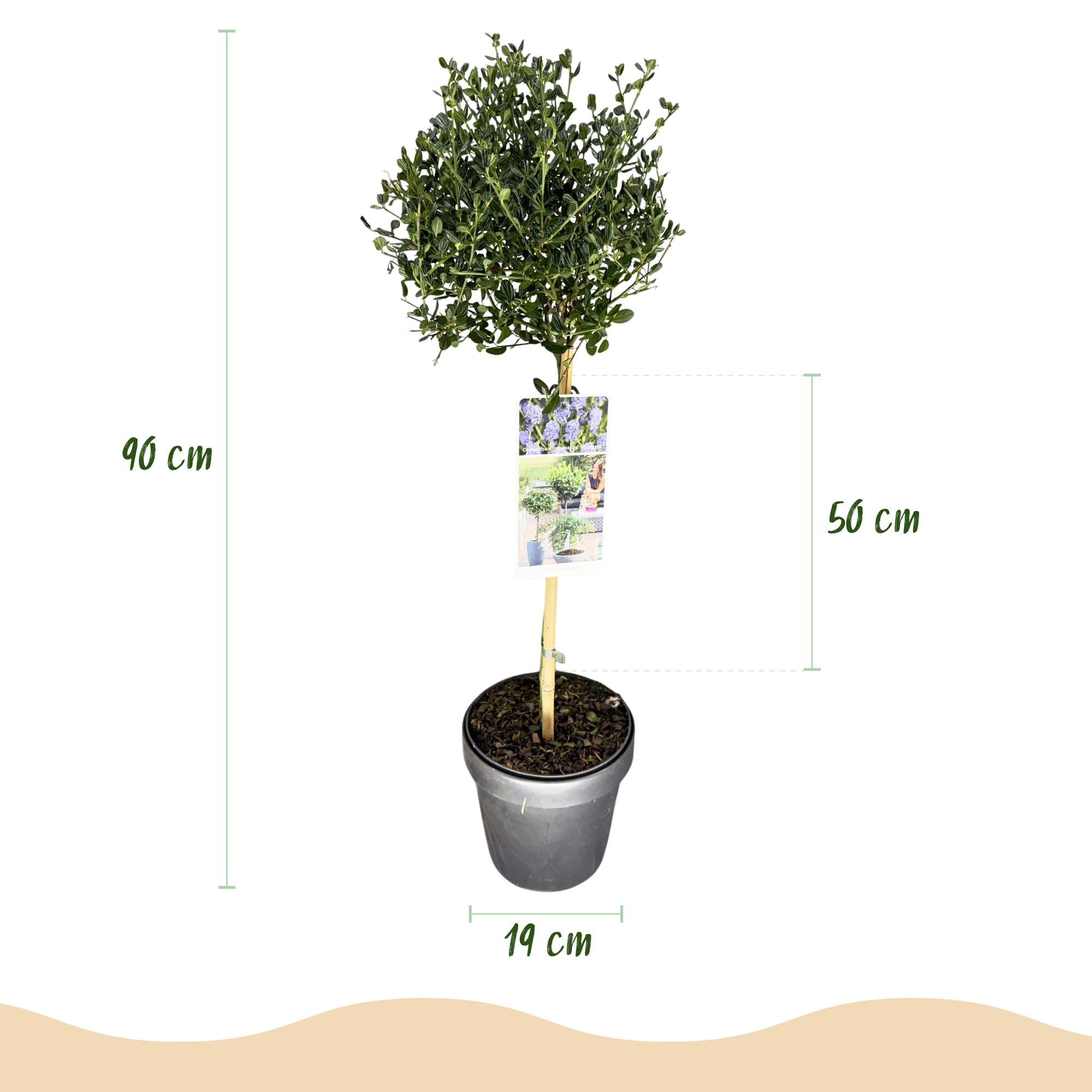 Ceanothus impressus ‚Victoria‘ – Terrassenpflanze – immergrün & winterhart – lila Blüte – 19 cm Topf, ca. 90 cm hoch - Green Guardia - Ihr Experte für Schädlinge und Pflanzen