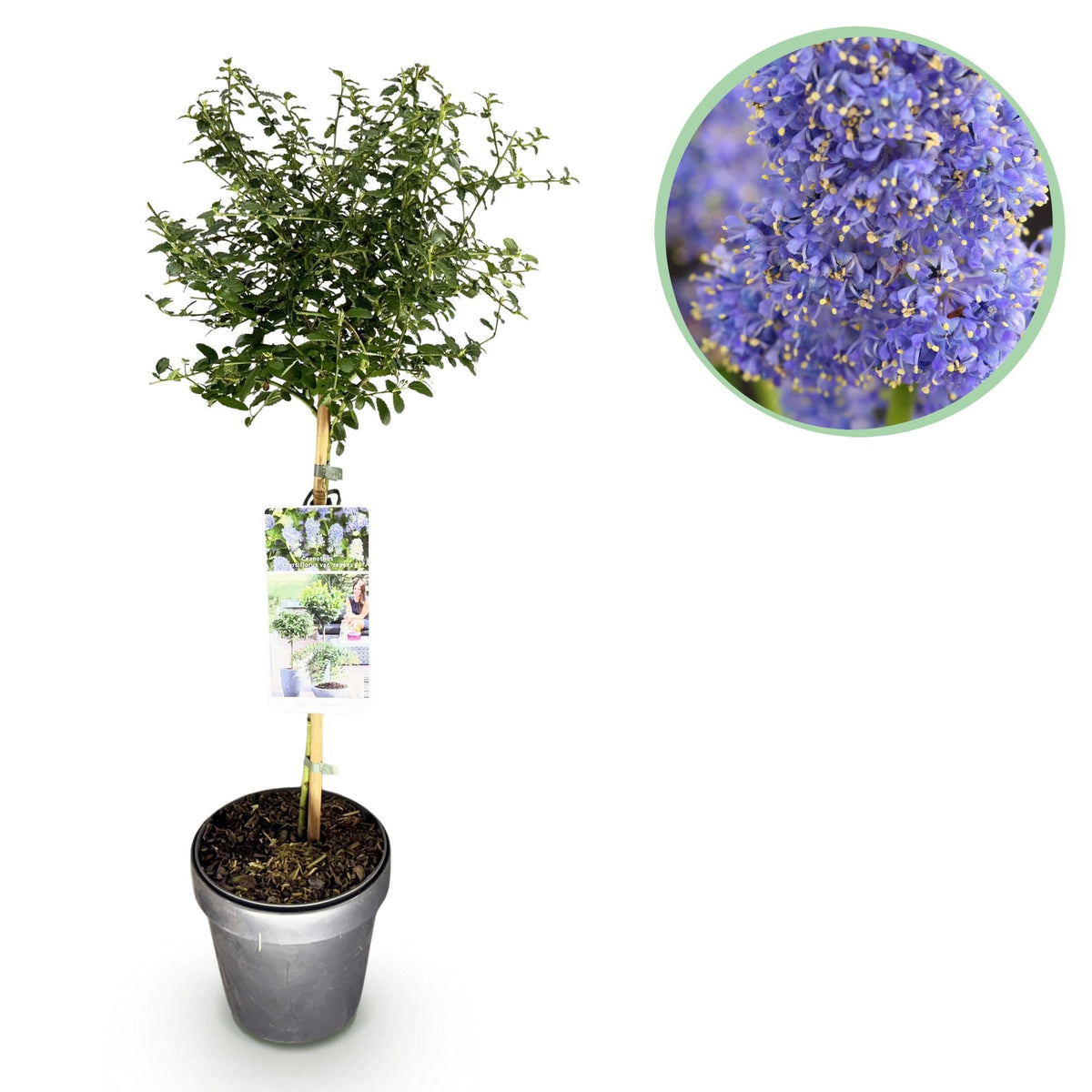 Ceanothus thyrsiflorus ‚Repens' – immergrün & winterhart – lila Blüte