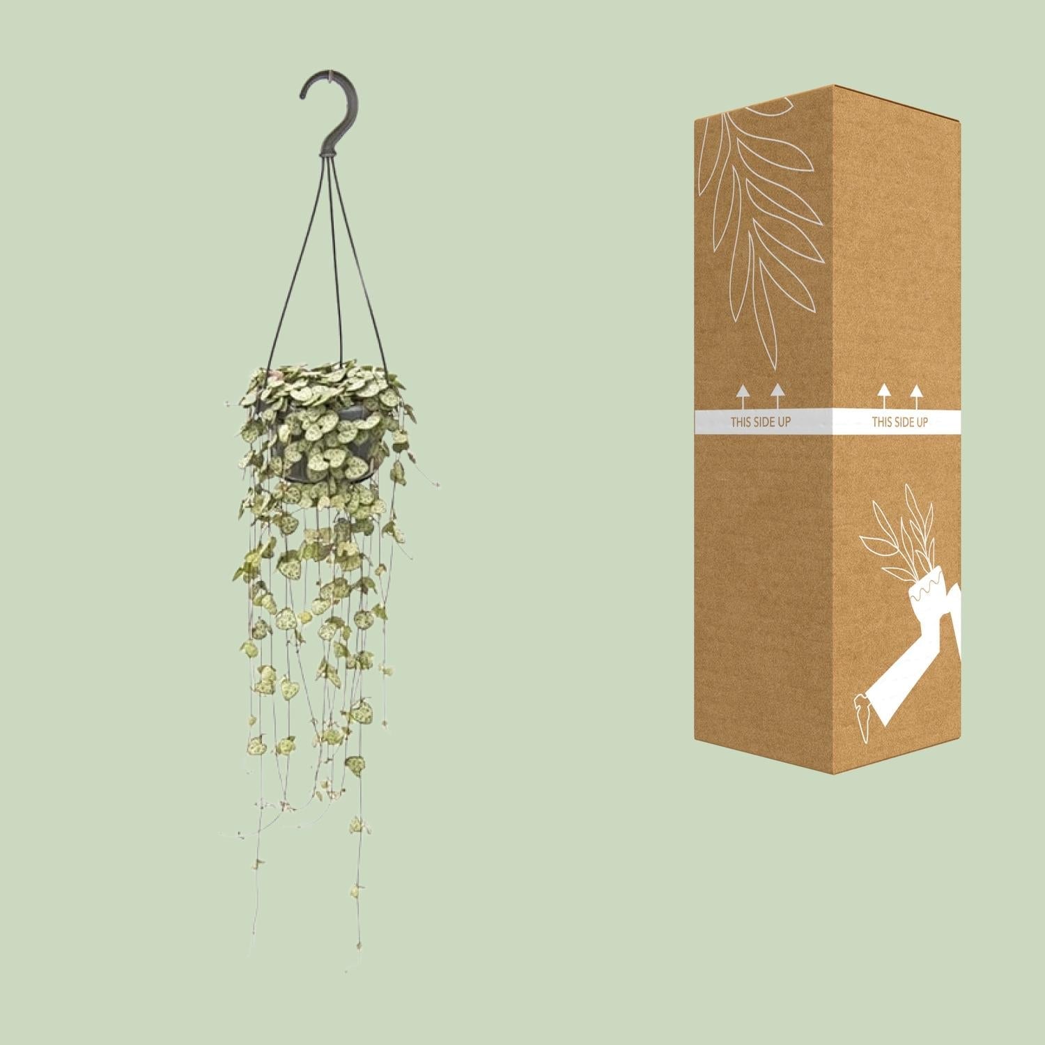 Ceropegia Woodii – Leuchterblume - 14 cm Topf, 50 cm hoch - Green Guardia - Ihr Experte für Schädlinge und Pflanzen