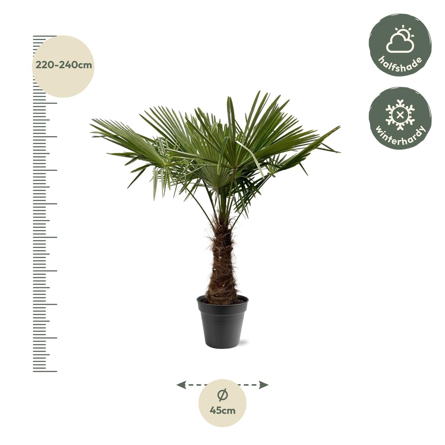 Chinesische Hanfpalme (Trachycarpus fortunei) – 120–240 cm - Green Guardia - Ihr Experte für Schädlinge und Pflanzen