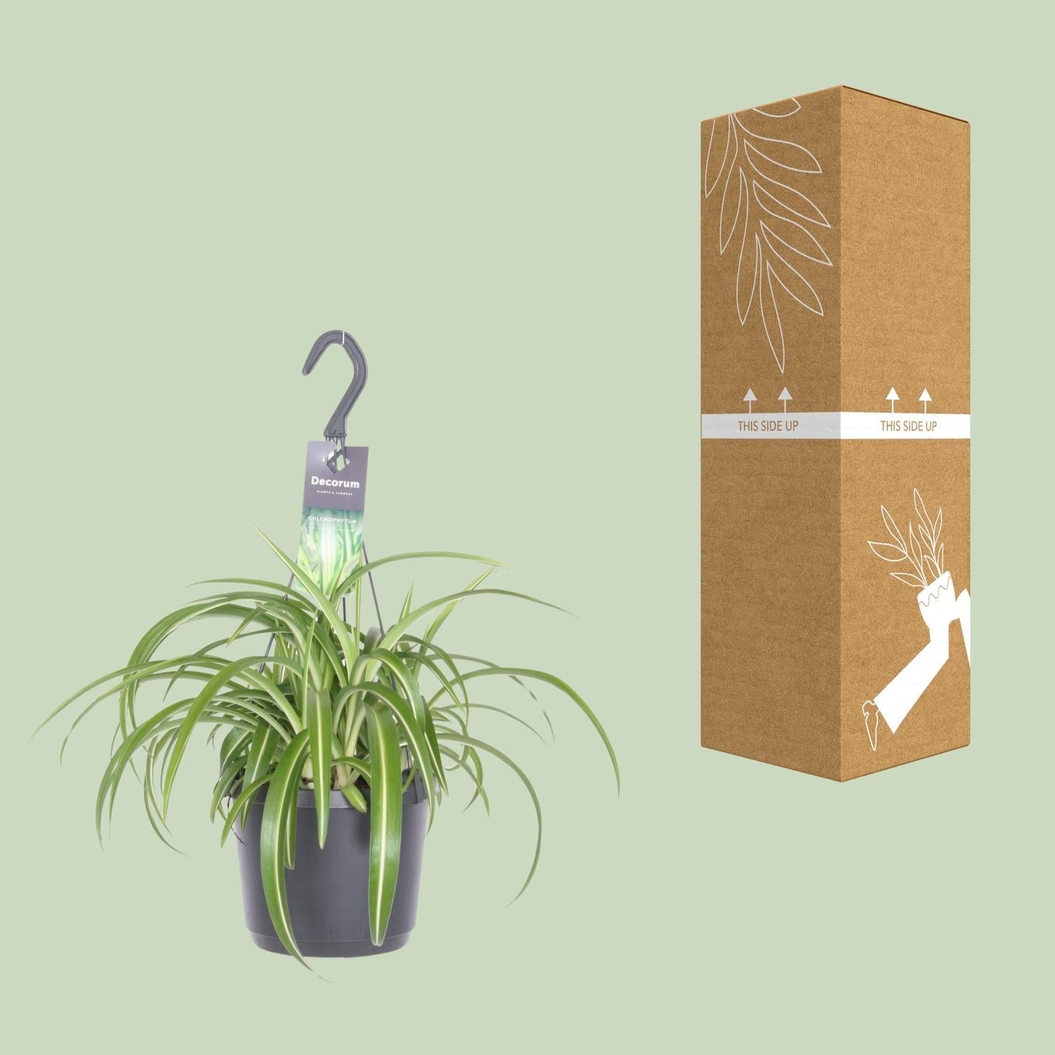 Chlorophytum Comosum ‘Bonnie’ – Grünlilie - 17 cm Topf, 35 cm hoch - Green Guardia - Ihr Experte für Schädlinge und Pflanzen