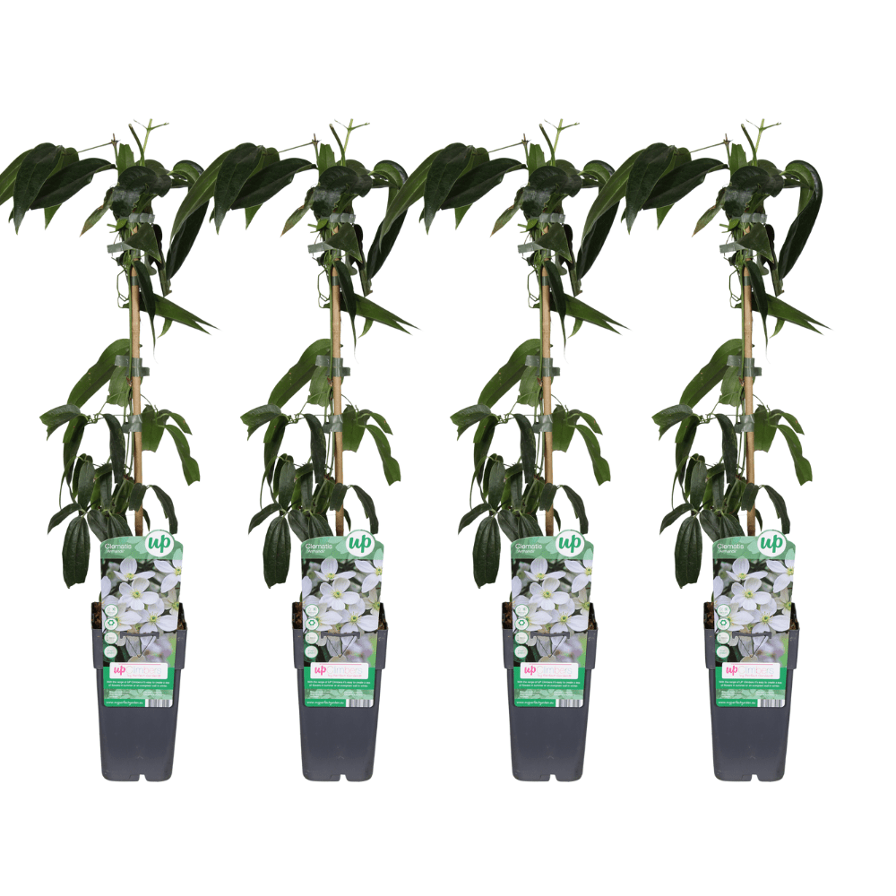 Clematis armandii – immergrüne weiße Kletterpflanze, 15 cm Topf, 65 cm Höhe - Green Guardia - Ihr Experte für Schädlinge und Pflanzen