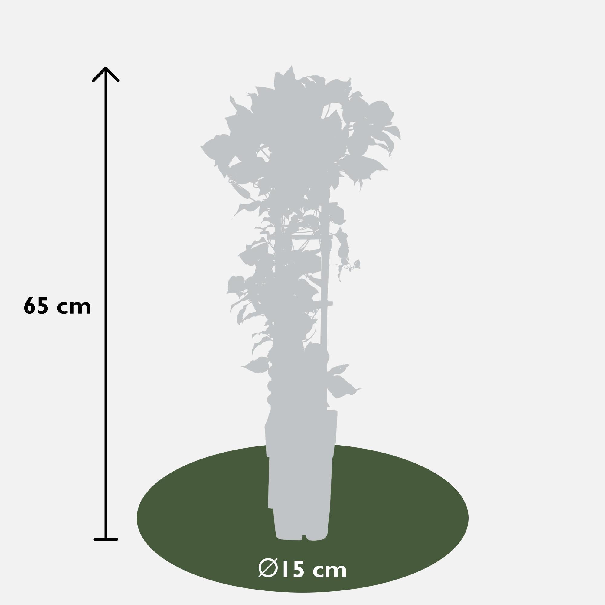 Clematis ‘Nubia’ (Evison - Serie) – rotblühende Clematis, Ø15 cm, 65 cm hoch - Green Guardia - Ihr Experte für Schädlinge und Pflanzen
