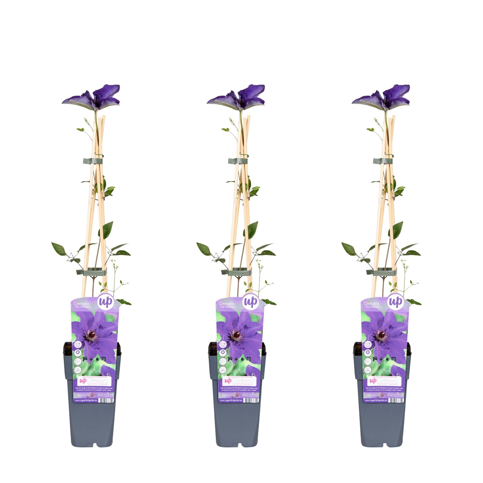 Clematis ‘The President’ – robuste, lila blühende Clematis, 15 cm Topf, 65 cm hoch - Green Guardia - Ihr Experte für Schädlinge und Pflanzen
