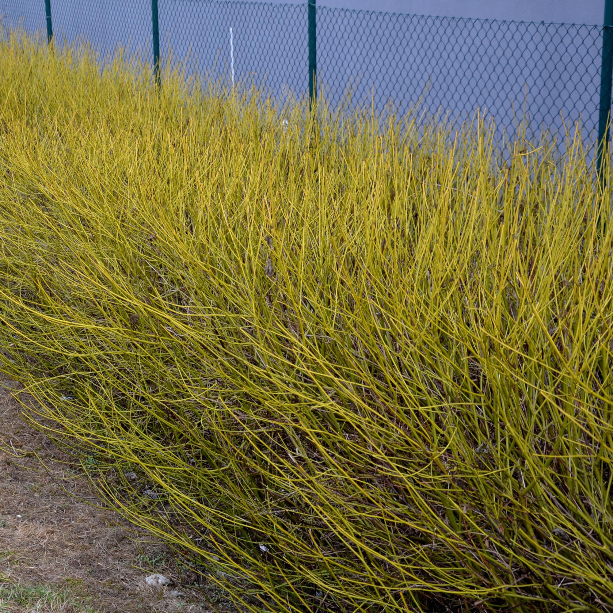 Cornus alba ‘Flaviramea’ – 1 Pflanze, grüne Zweige, Topf 17 cm, 45 cm Höhe - Green Guardia - Ihr Experte für Schädlinge und Pflanzen
