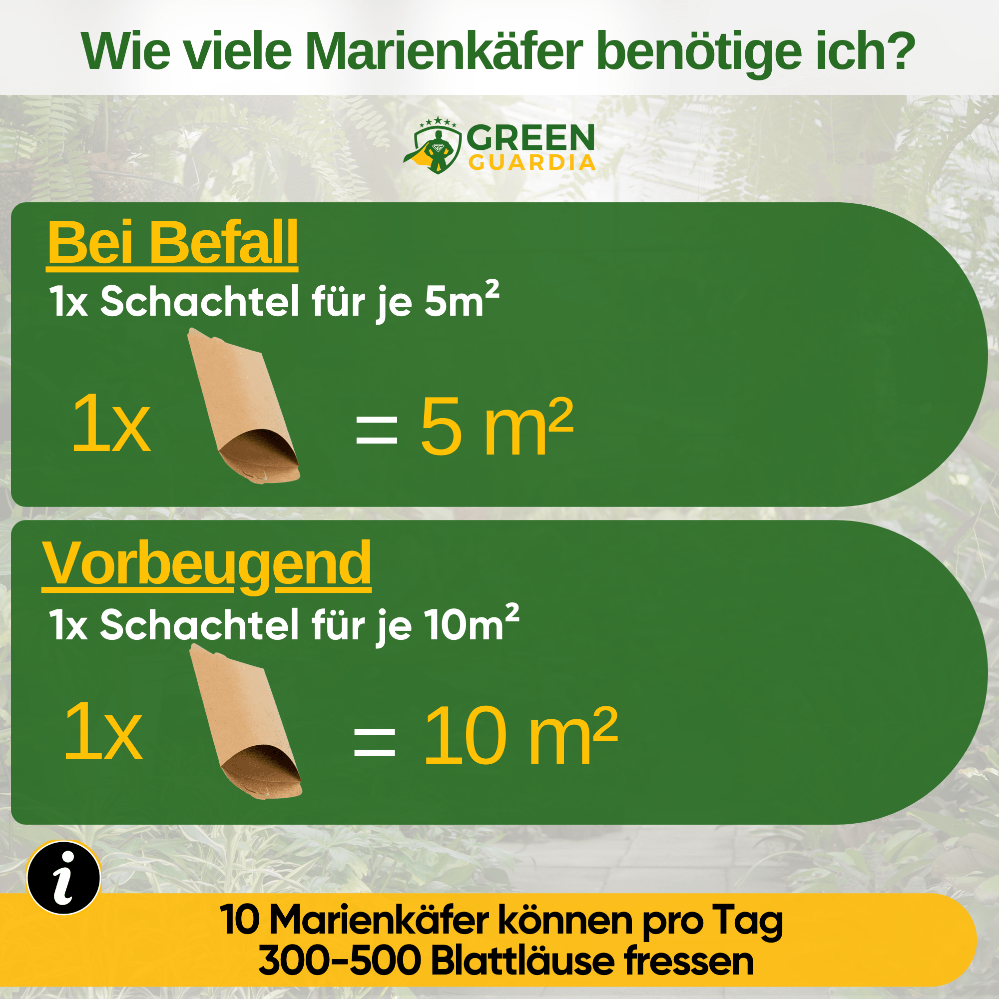 Cryptoalemus (Australischer Marienkäfer) gegen Schmier - & Blattläuse - Green Guardia - Ihr Experte für Schädlinge und Pflanzen