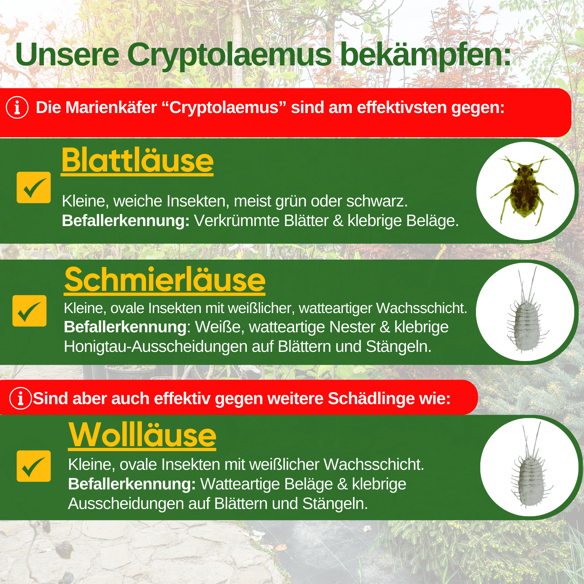 Cryptoalemus (Australischer Marienkäfer) gegen Schmier - & Blattläuse - Green Guardia - Ihr Experte für Schädlinge und Pflanzen